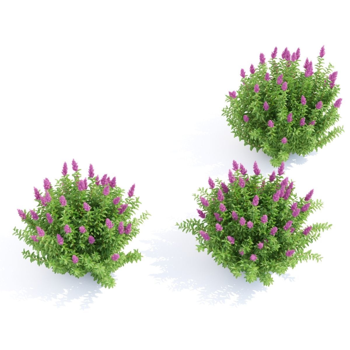 Spiraea douglasii 3D model_5