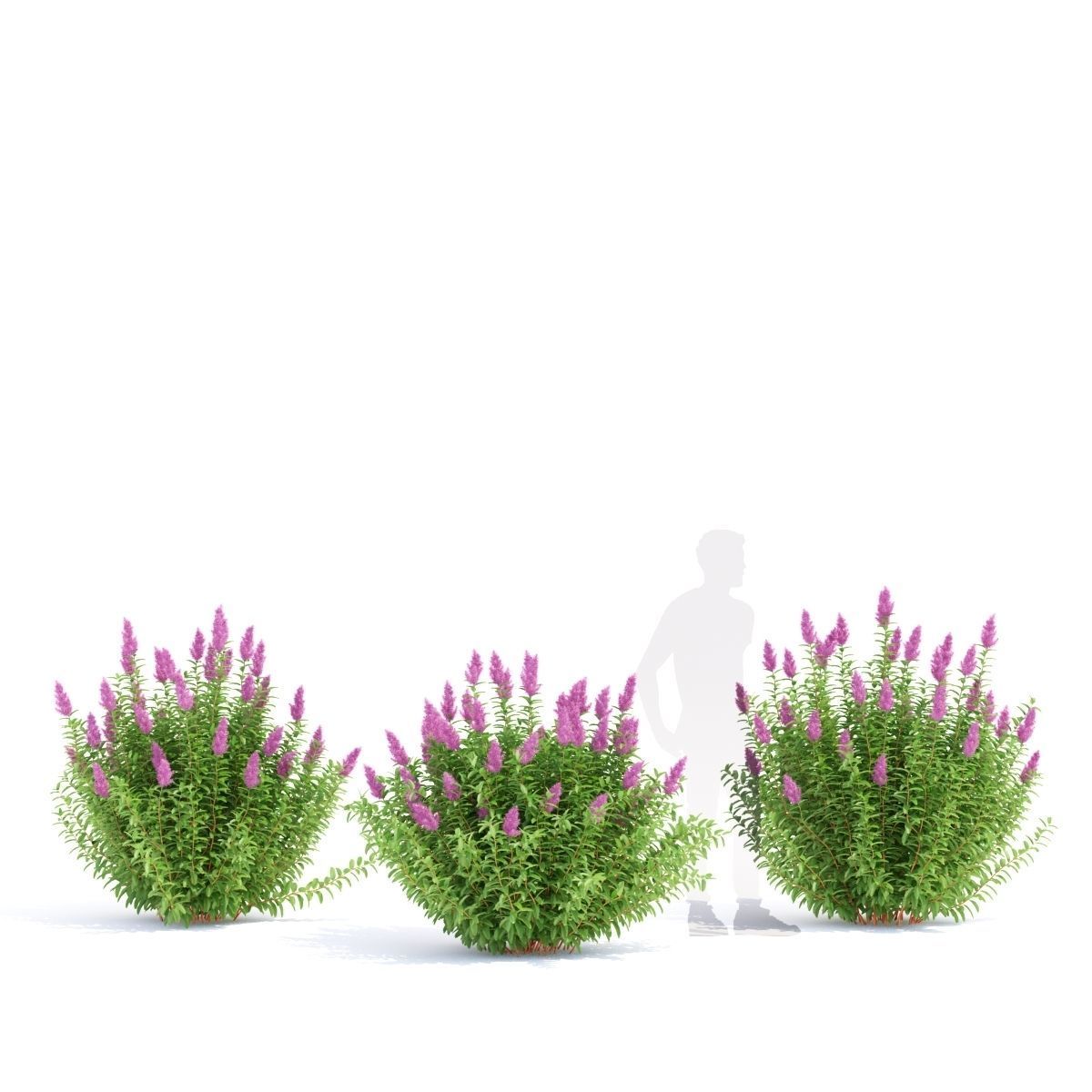 Spiraea douglasii 3D model_3