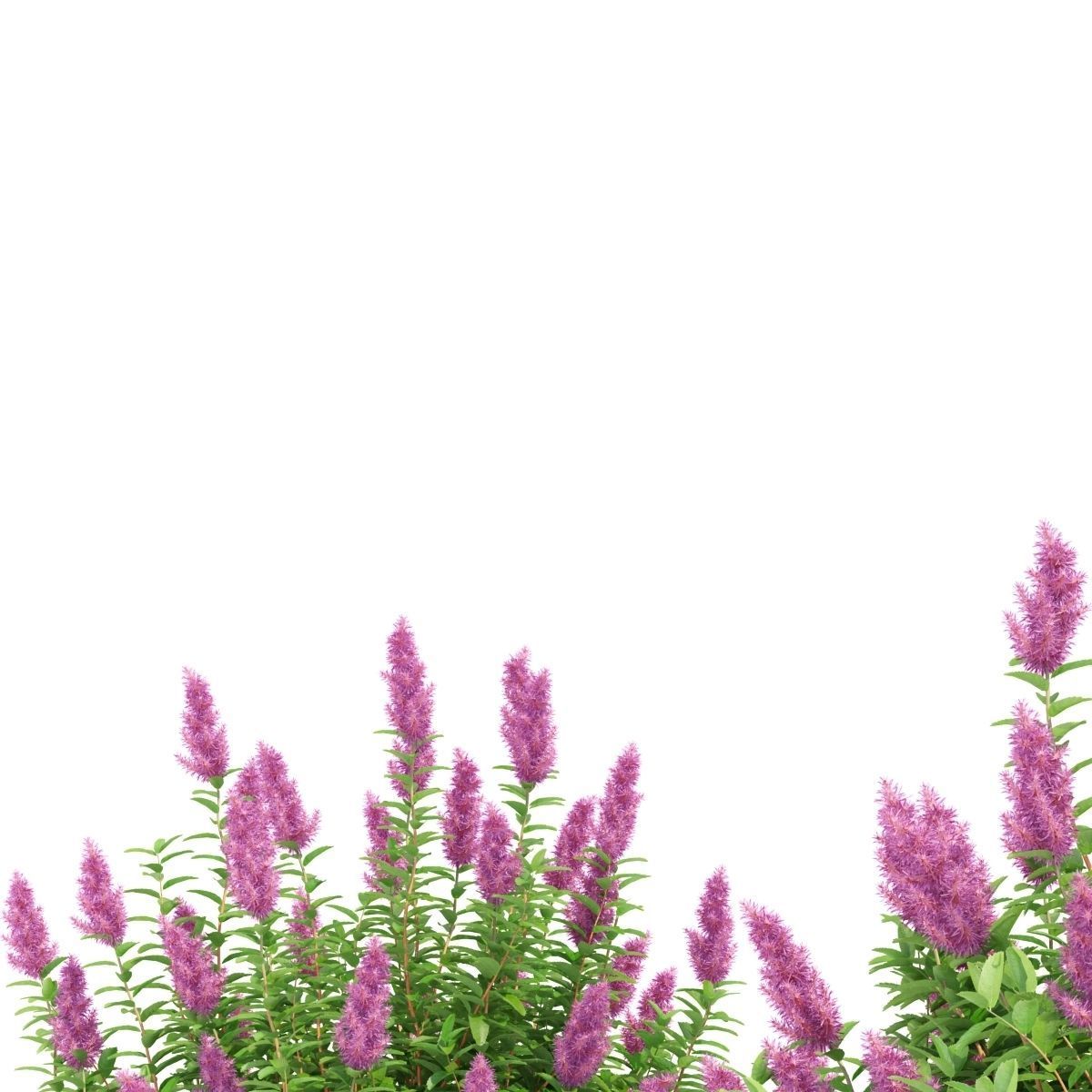 Spiraea douglasii 3D model_4