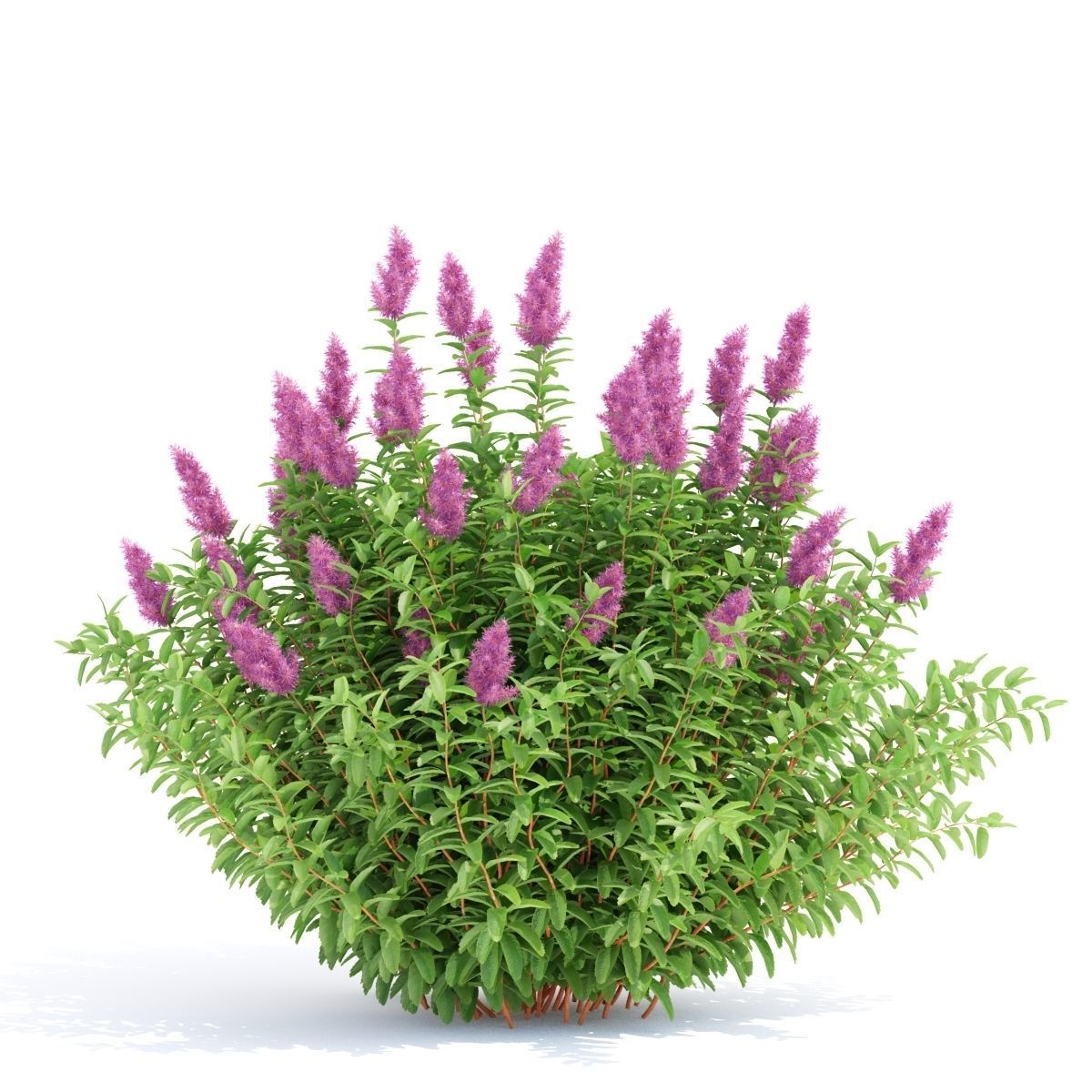 Spiraea douglasii 3D model_1