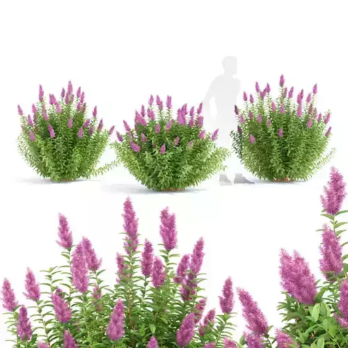 Spiraea douglasii 3D model