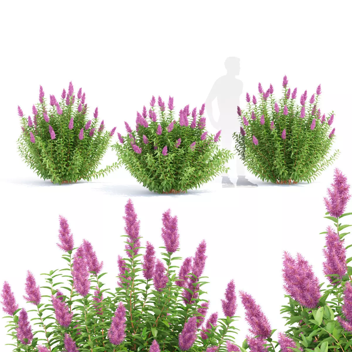 Spiraea douglasii 3D model_0