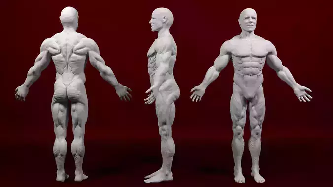 Muscular Human Anatomical Sculpt