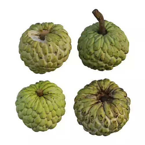 Annona squamosa 05