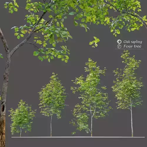 Oak sapling 3D model