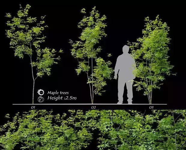 Three young maple 3D model