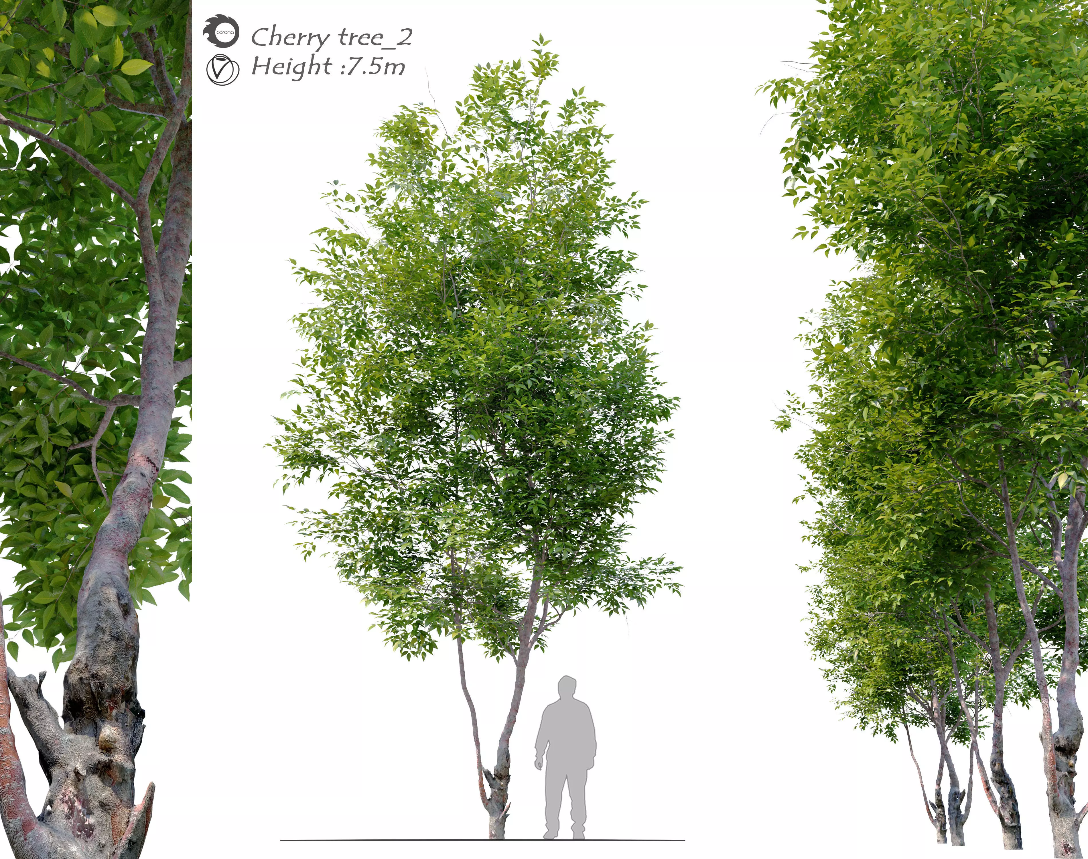 Cherry Tree 2 3D model