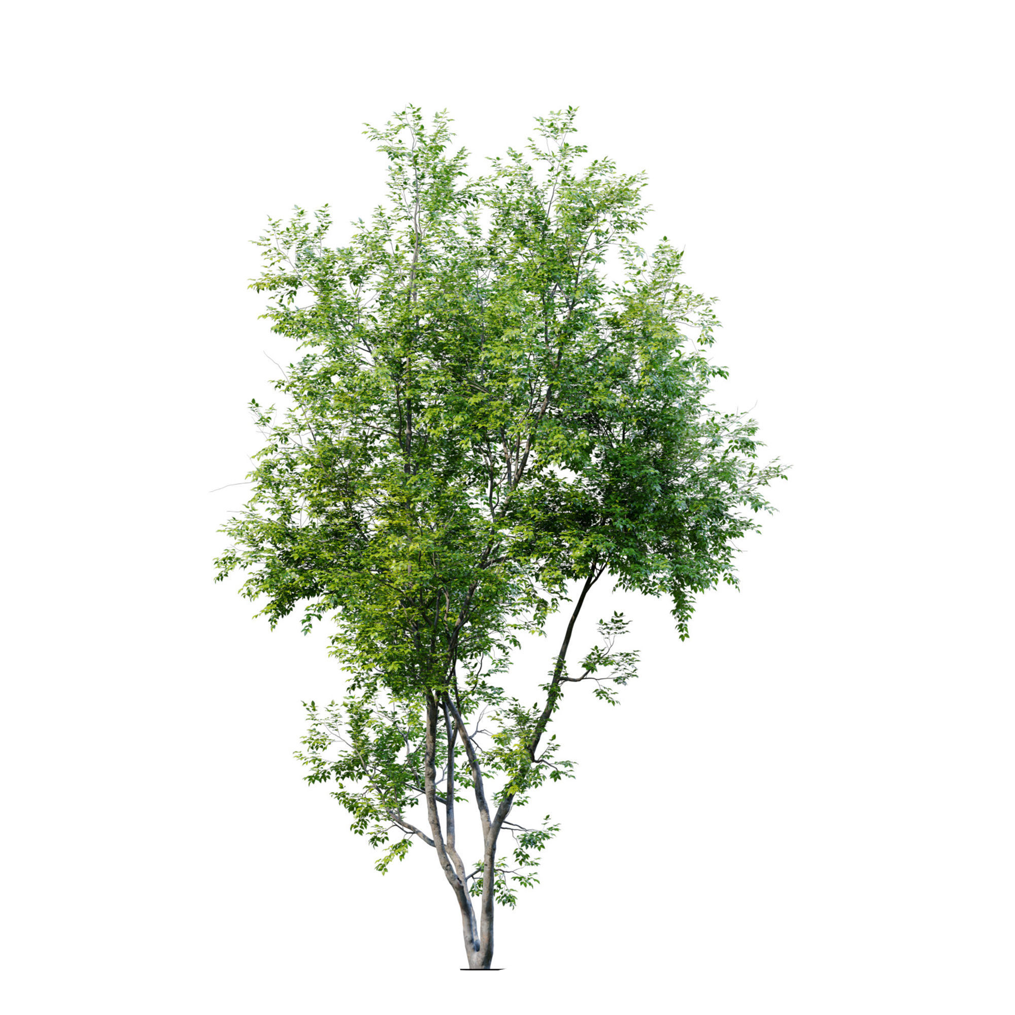 American Beech 3 3D model_2