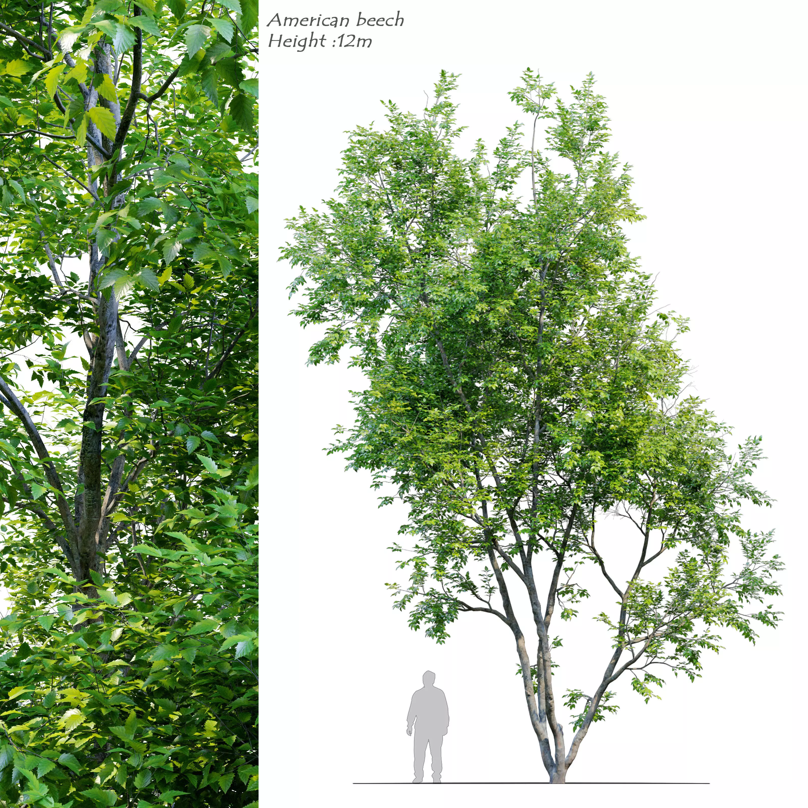 American Beech 3 3D model_0