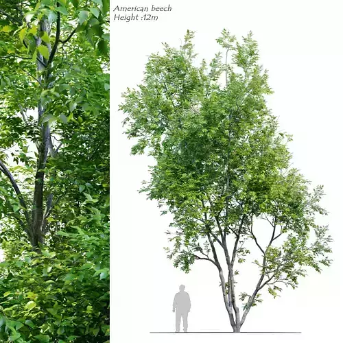 American Beech 3