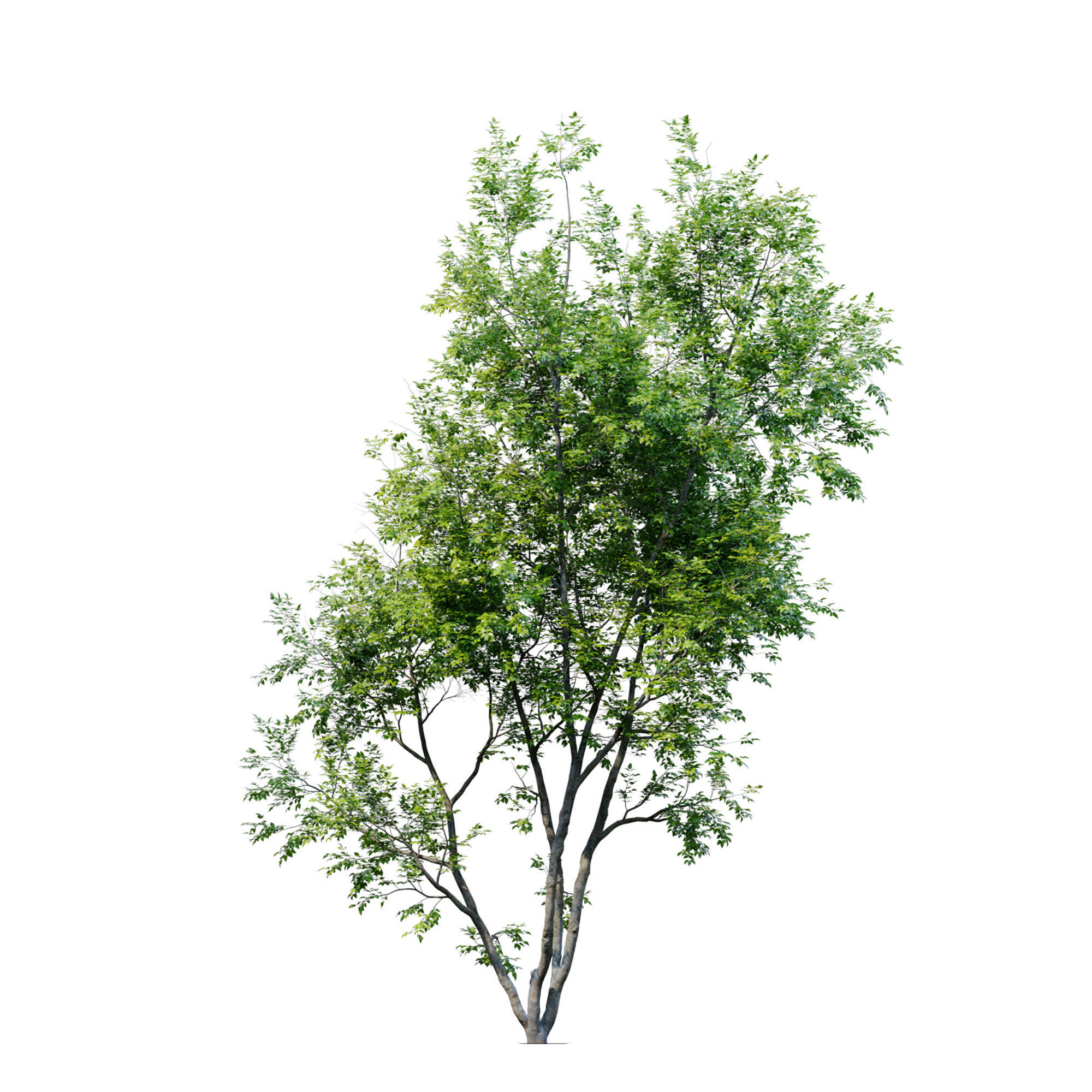 American Beech 3 3D model_3