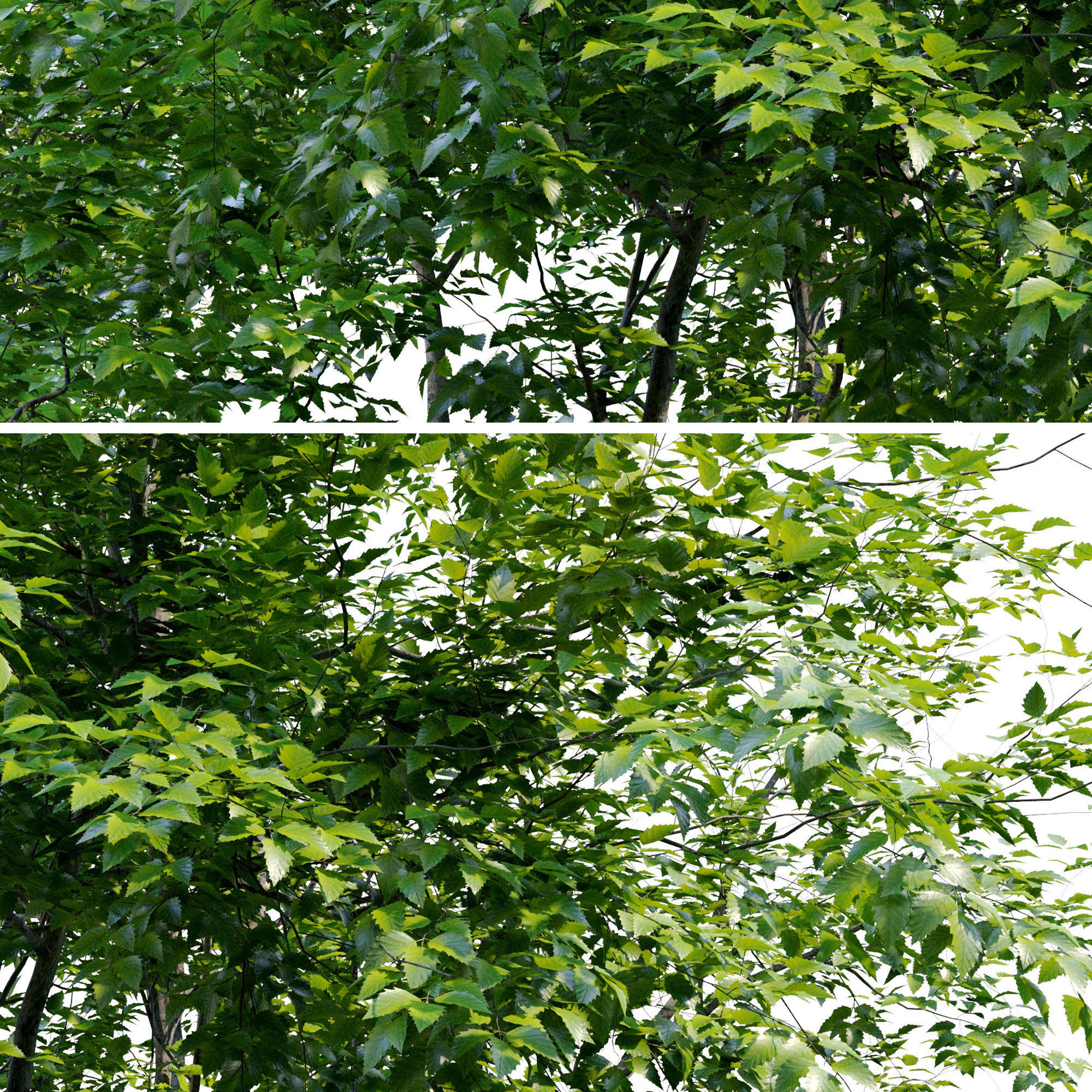 American Beech 3 3D model_5