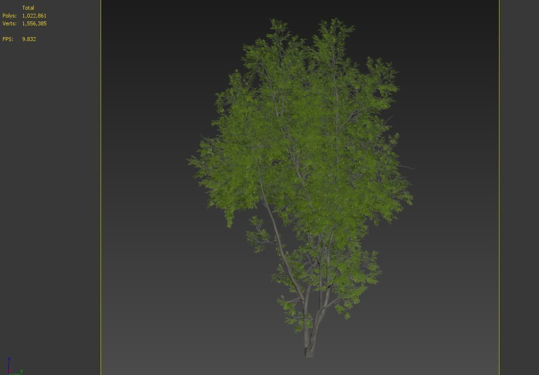 American Beech 3 3D model_7