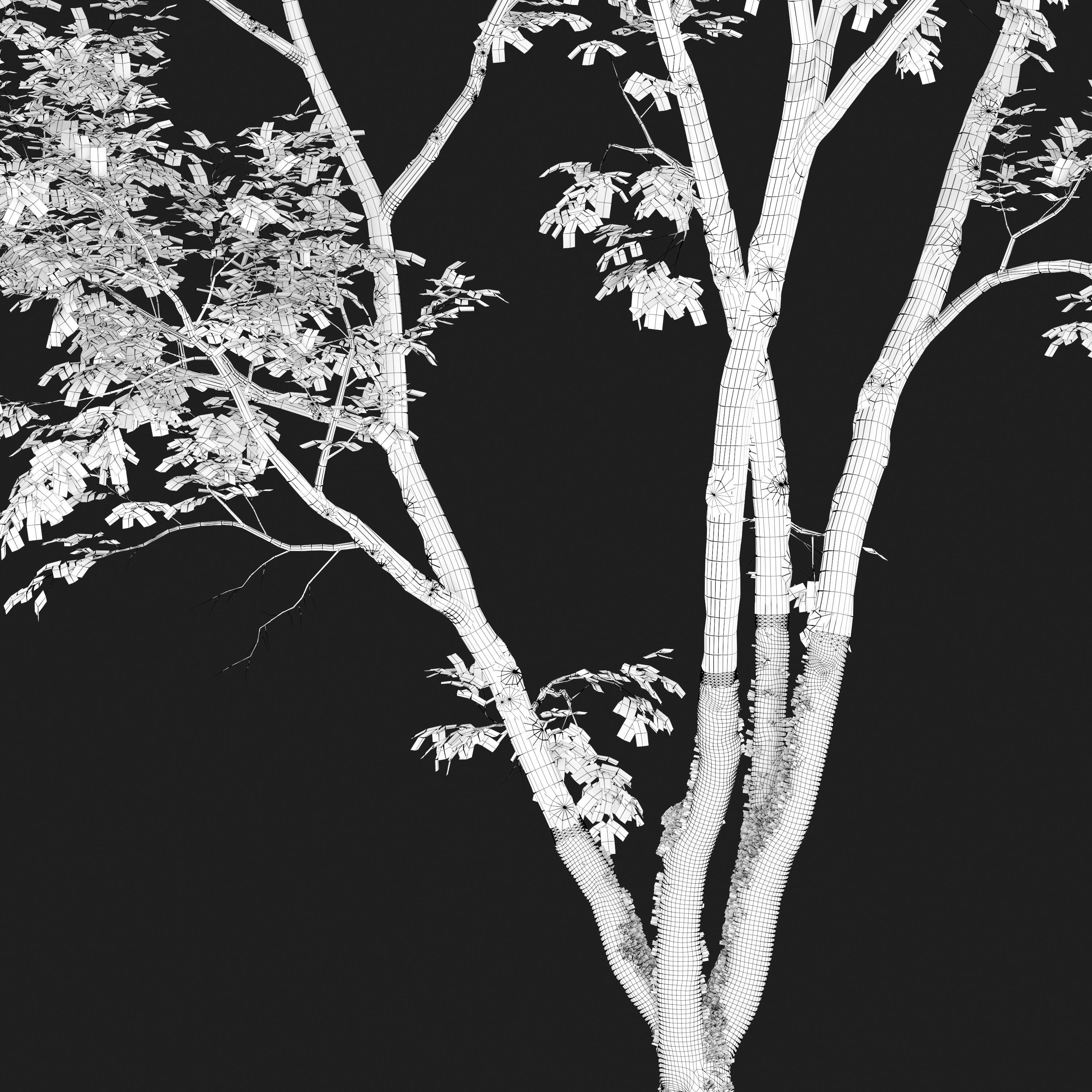 American Beech 3 3D model_6