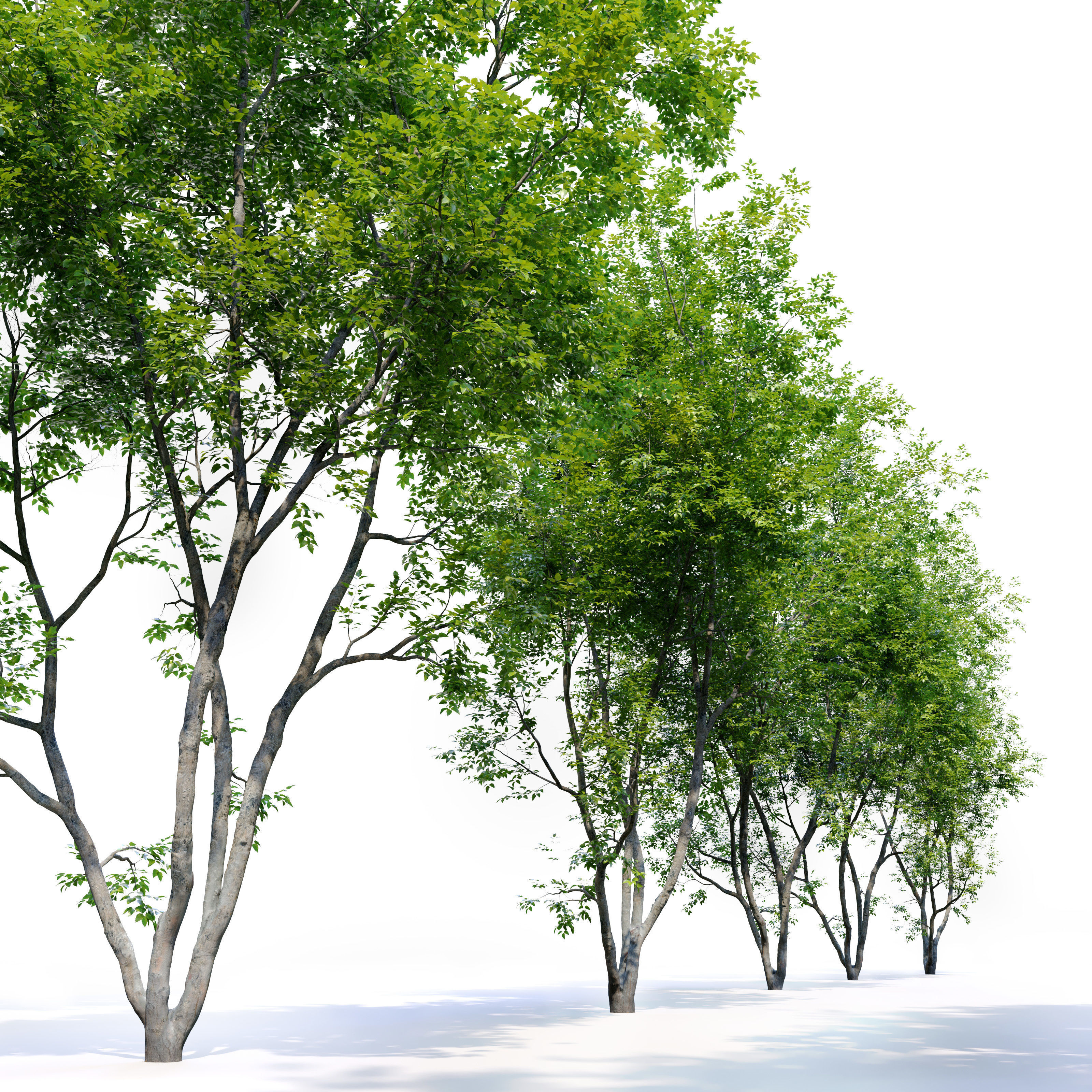 American Beech 3 3D model_1