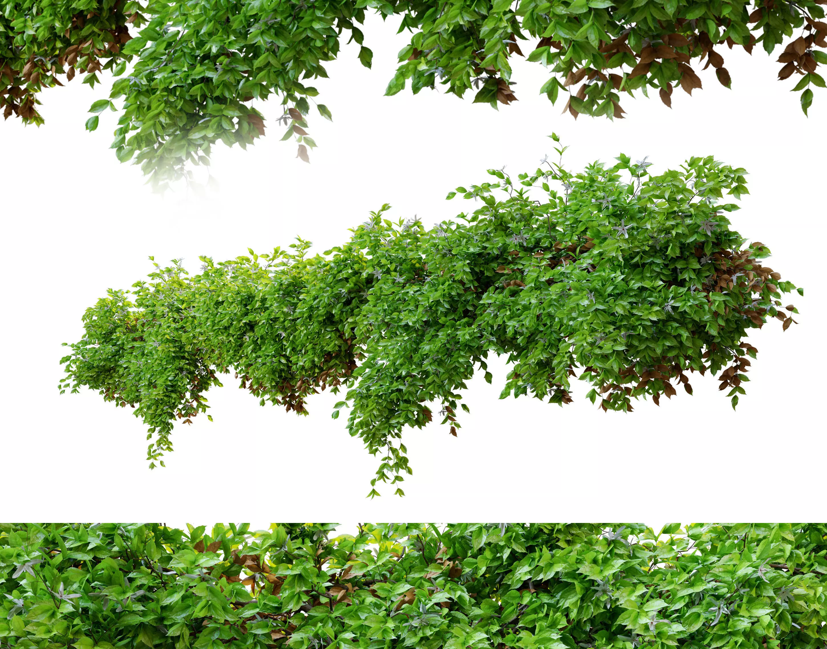 Hanging plant 14 3D model_0