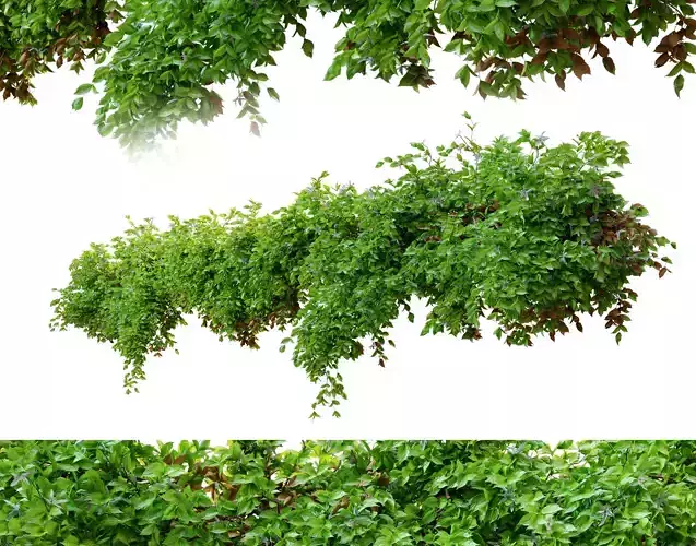 Hanging plant 14 3D model