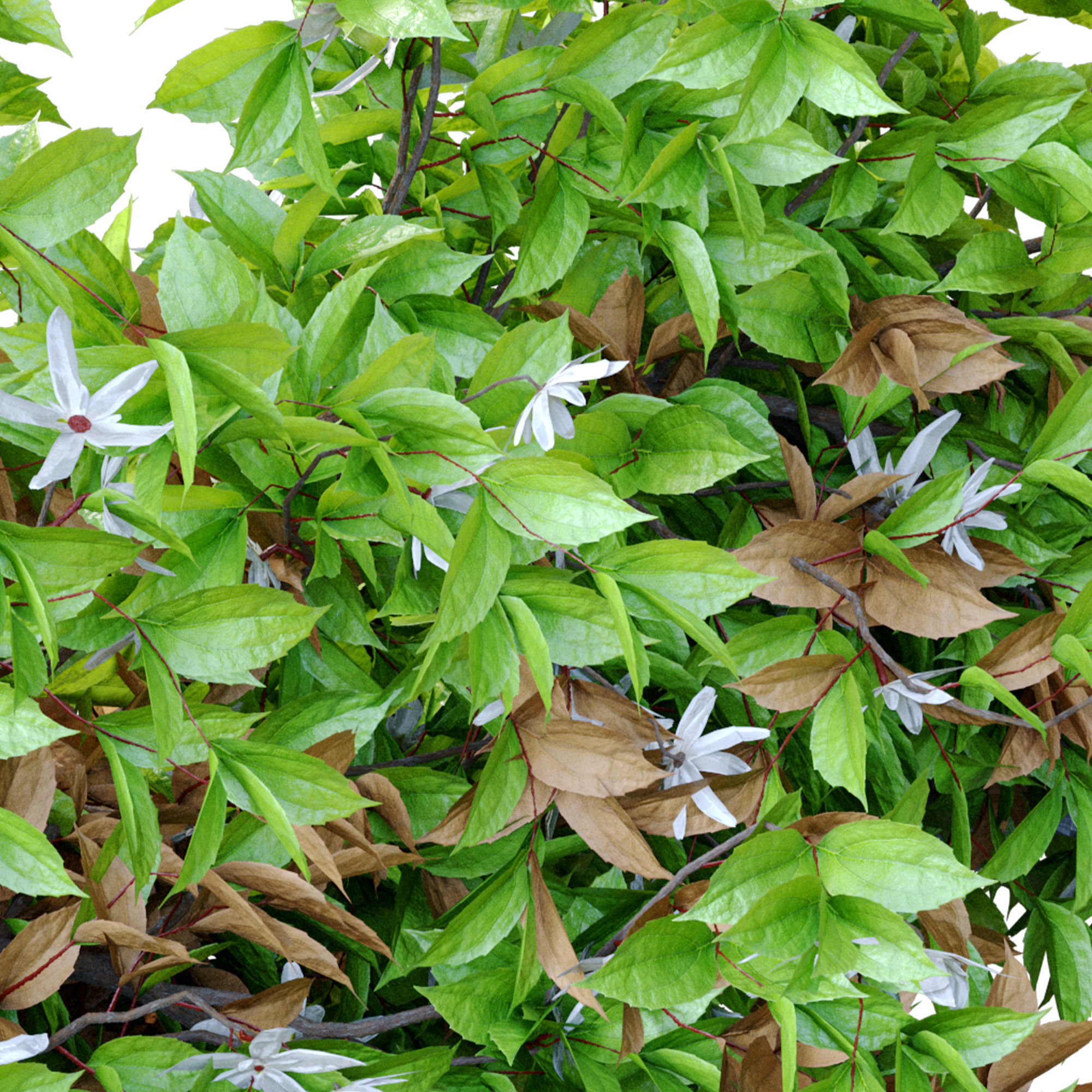 Hanging plant 14 3D model_2