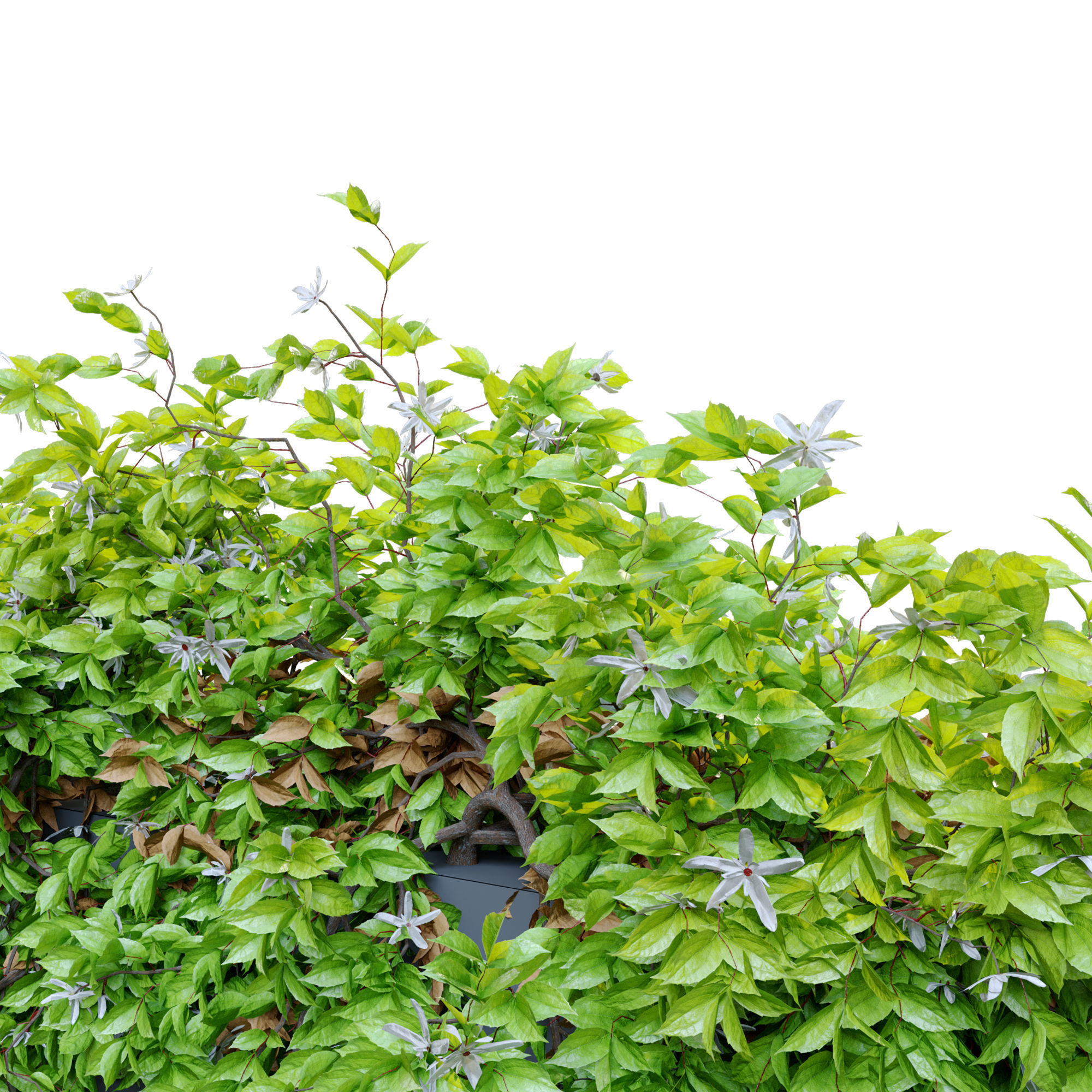 Hanging plant 14 3D model_3