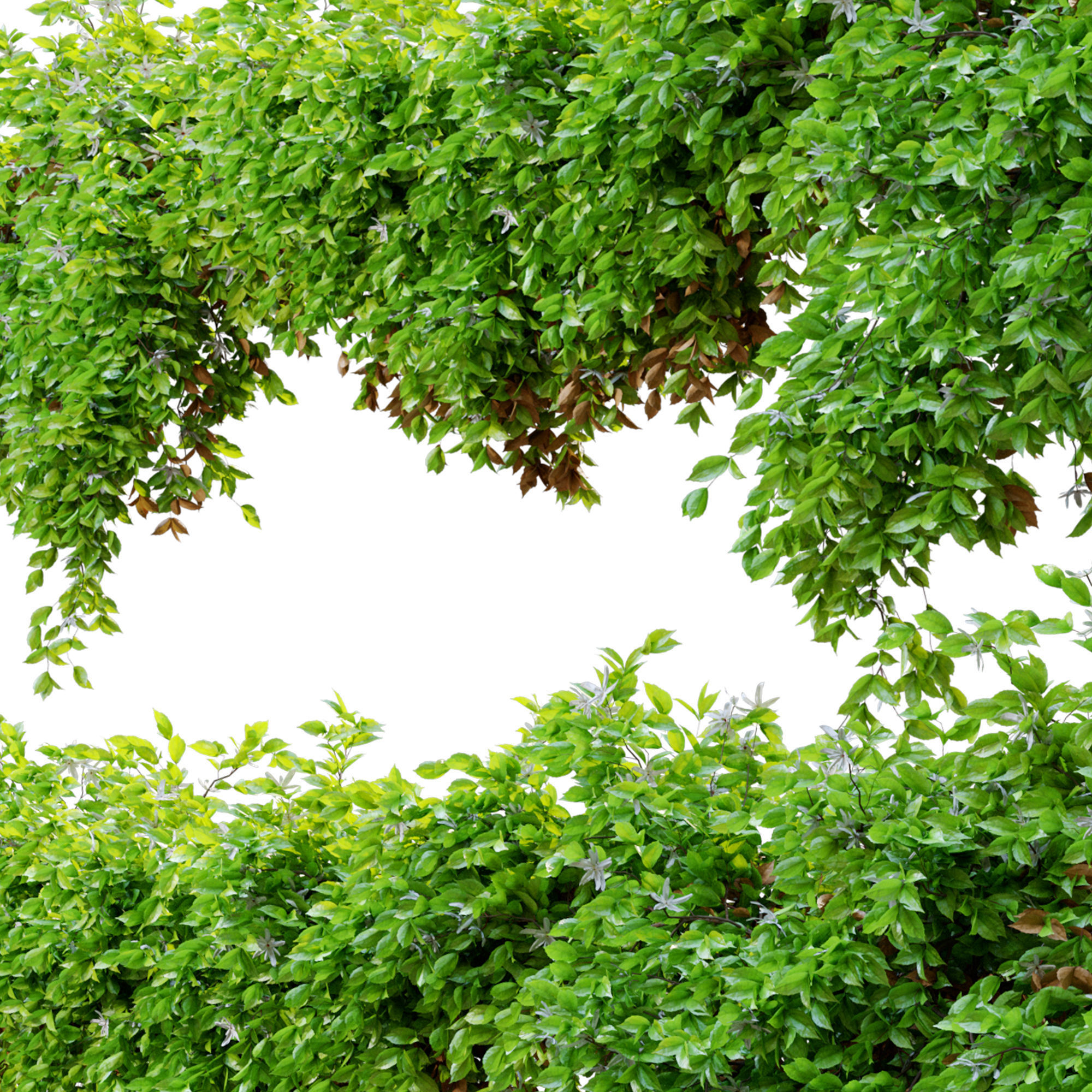 Hanging plant 14 3D model_4