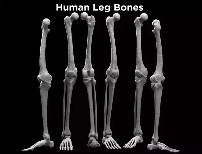 Skeleton Leg - Leg Bones Low-poly 3D model