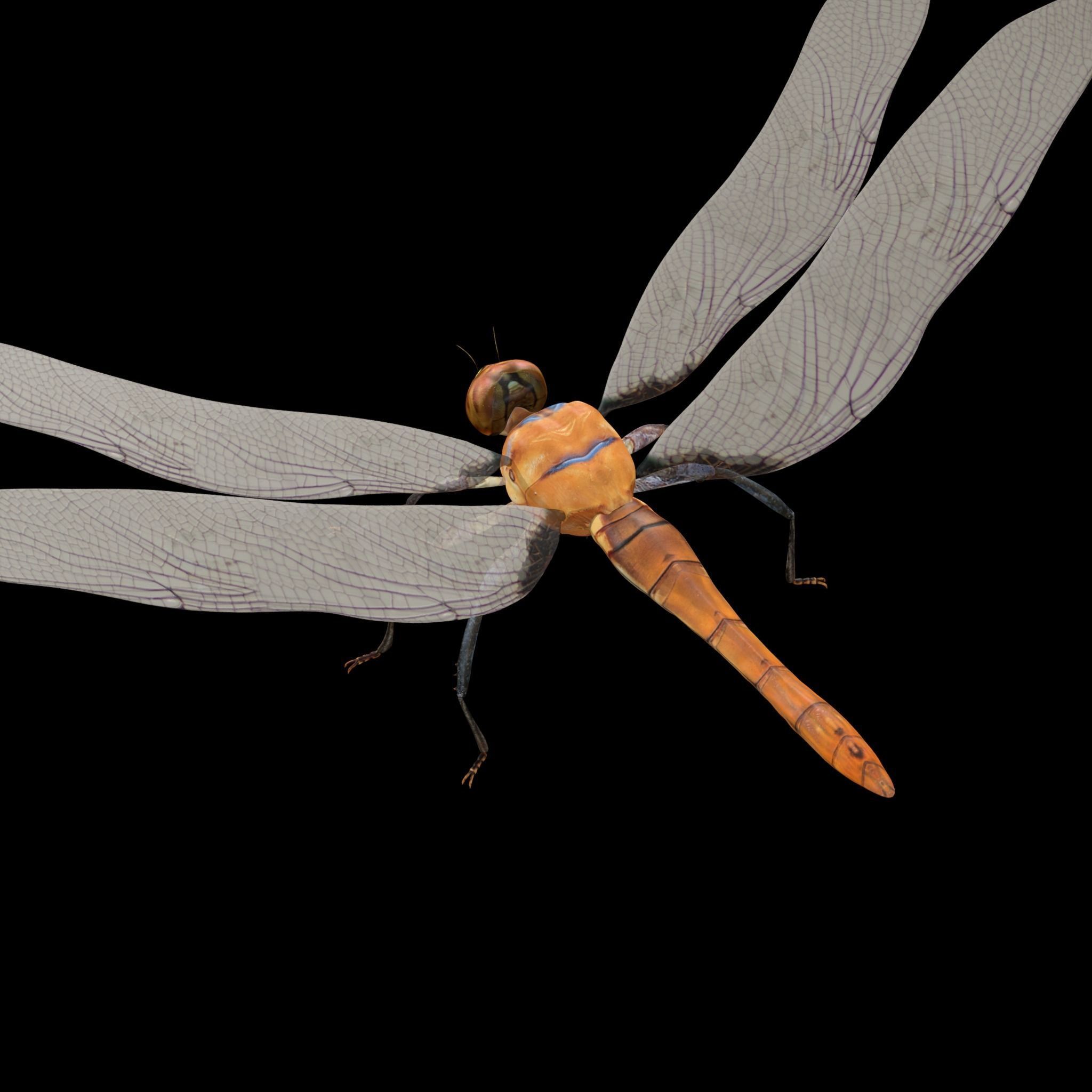 Dragonfly 3D model_4