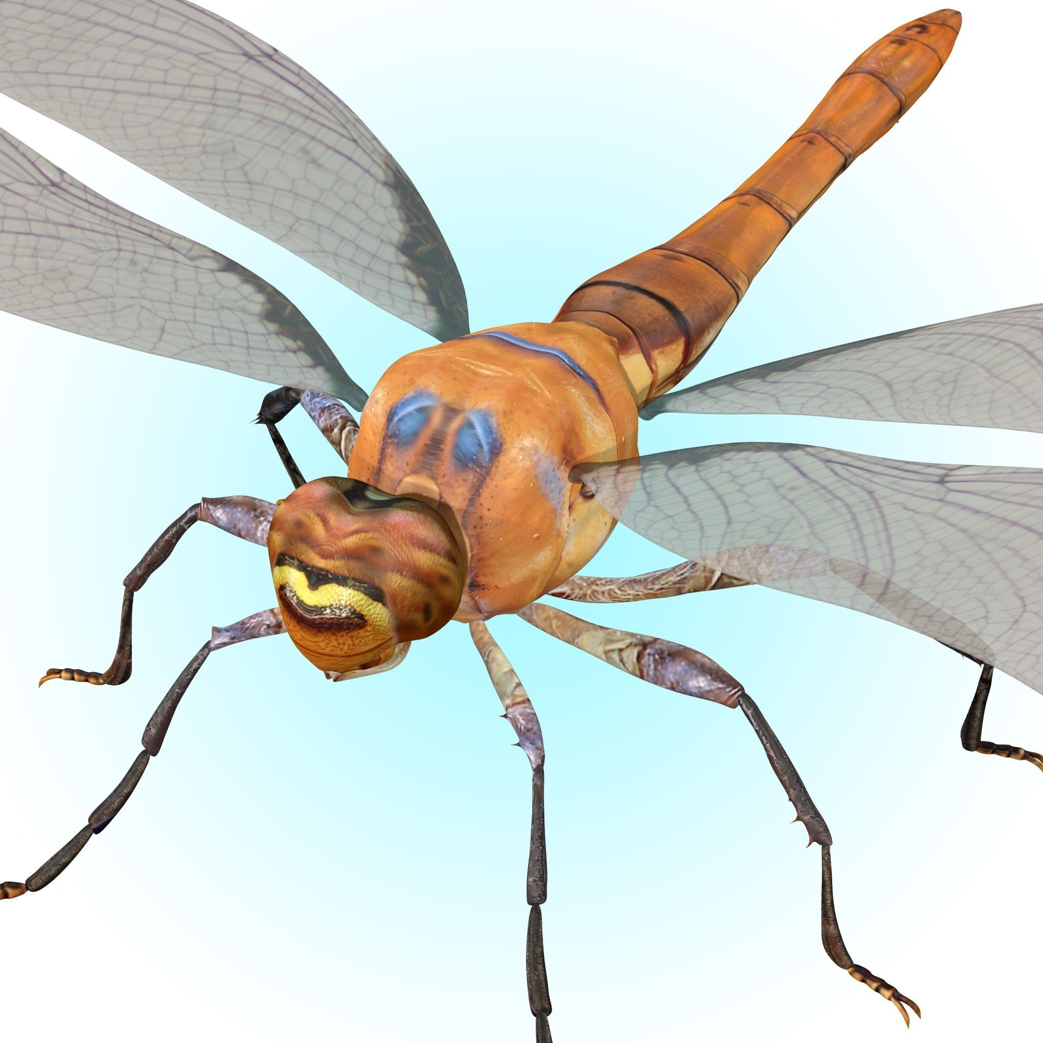 Dragonfly 3D model_1
