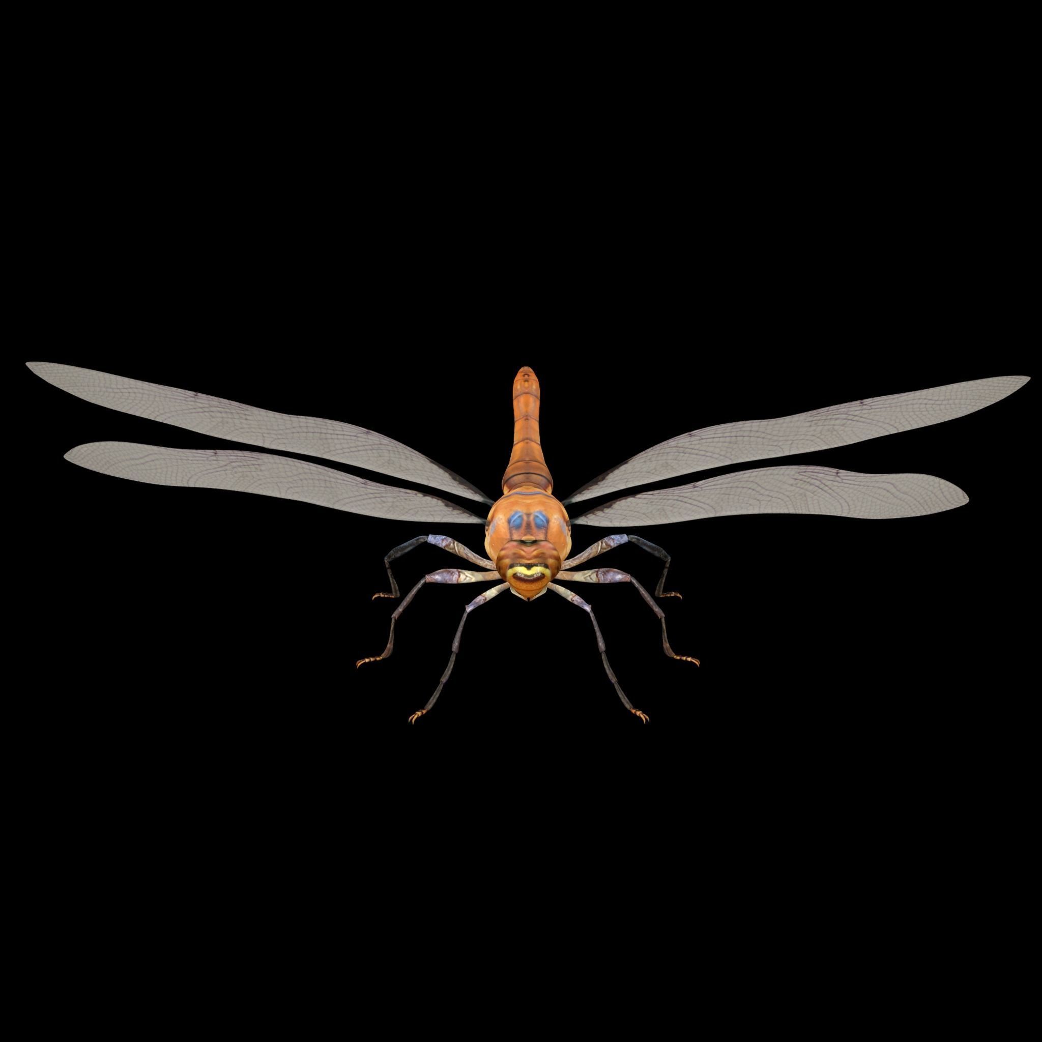 Dragonfly 3D model_6