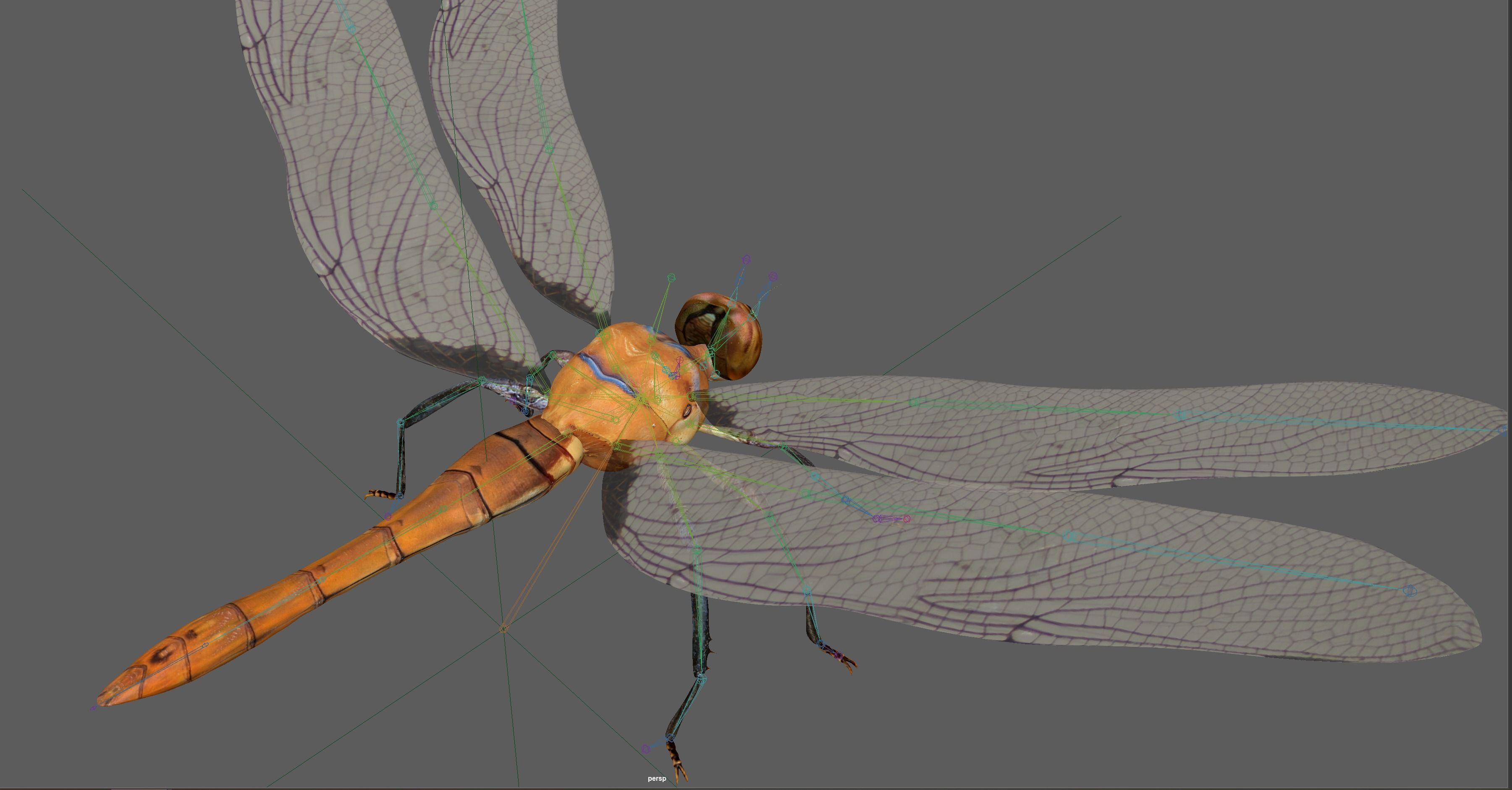 Dragonfly 3D model_20