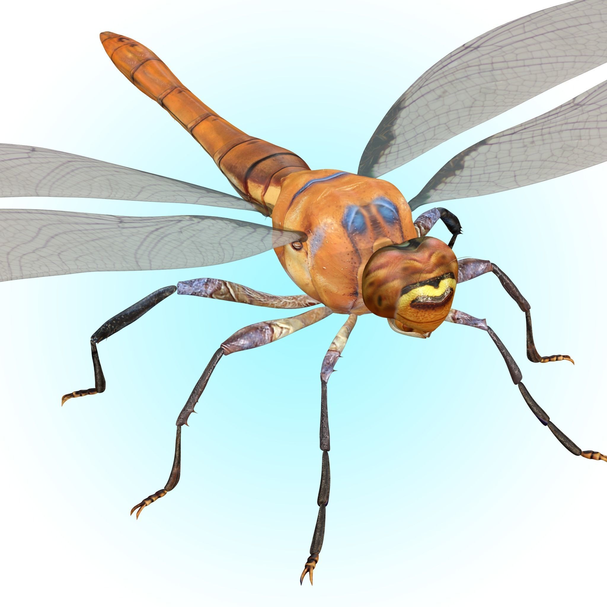 Dragonfly 3D model_2