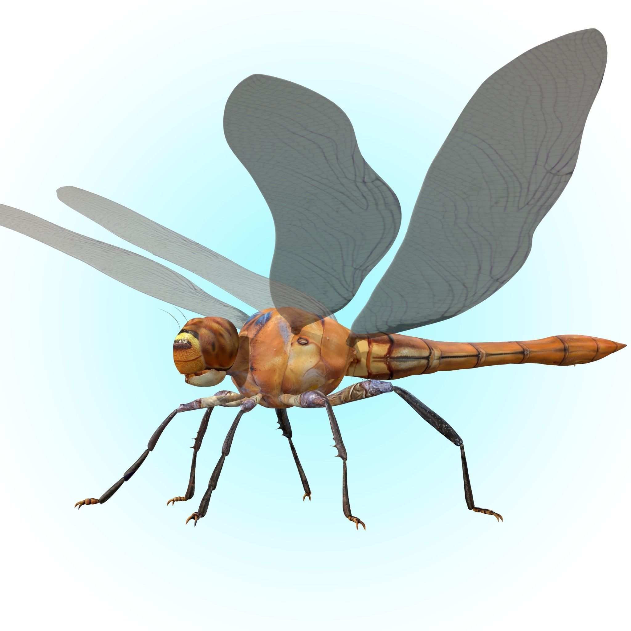 Dragonfly 3D model_7