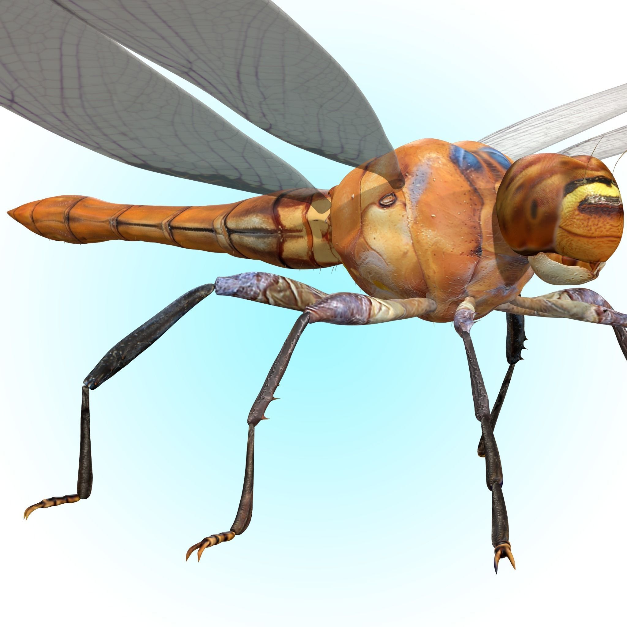Dragonfly 3D model_3