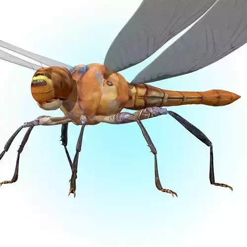 Dragonfly 3D model Dragonfly 3D model