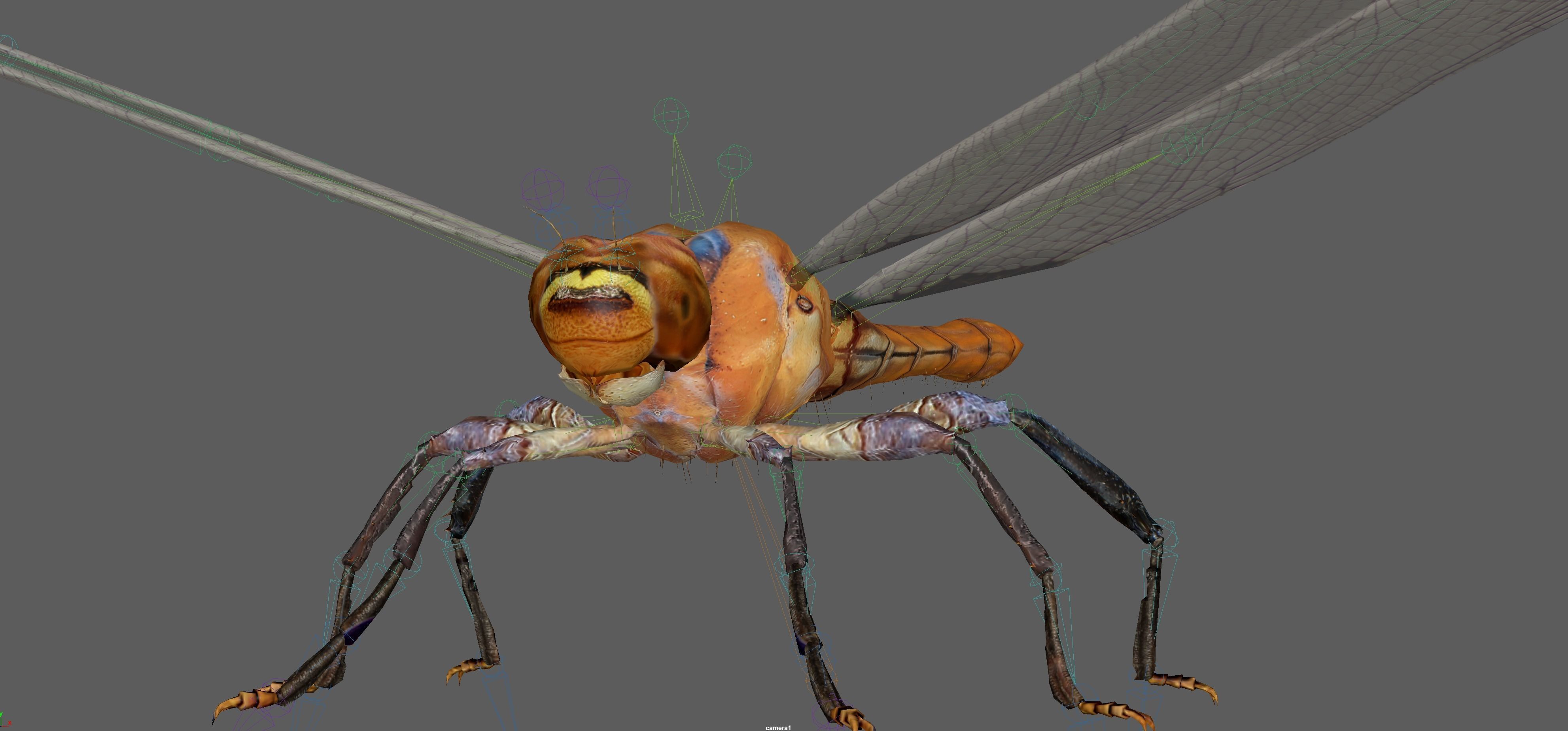 Dragonfly 3D model_17