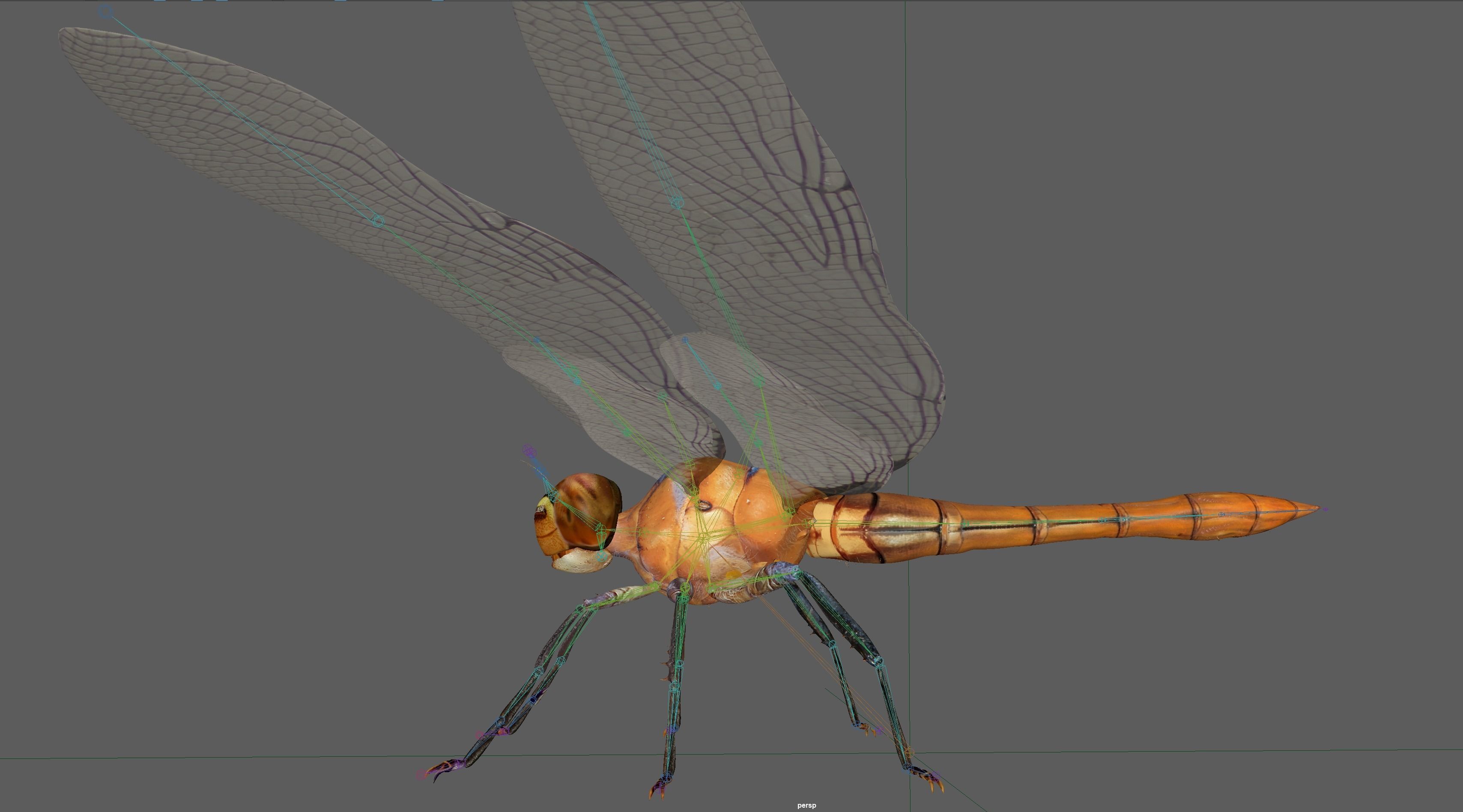 Dragonfly 3D model_22