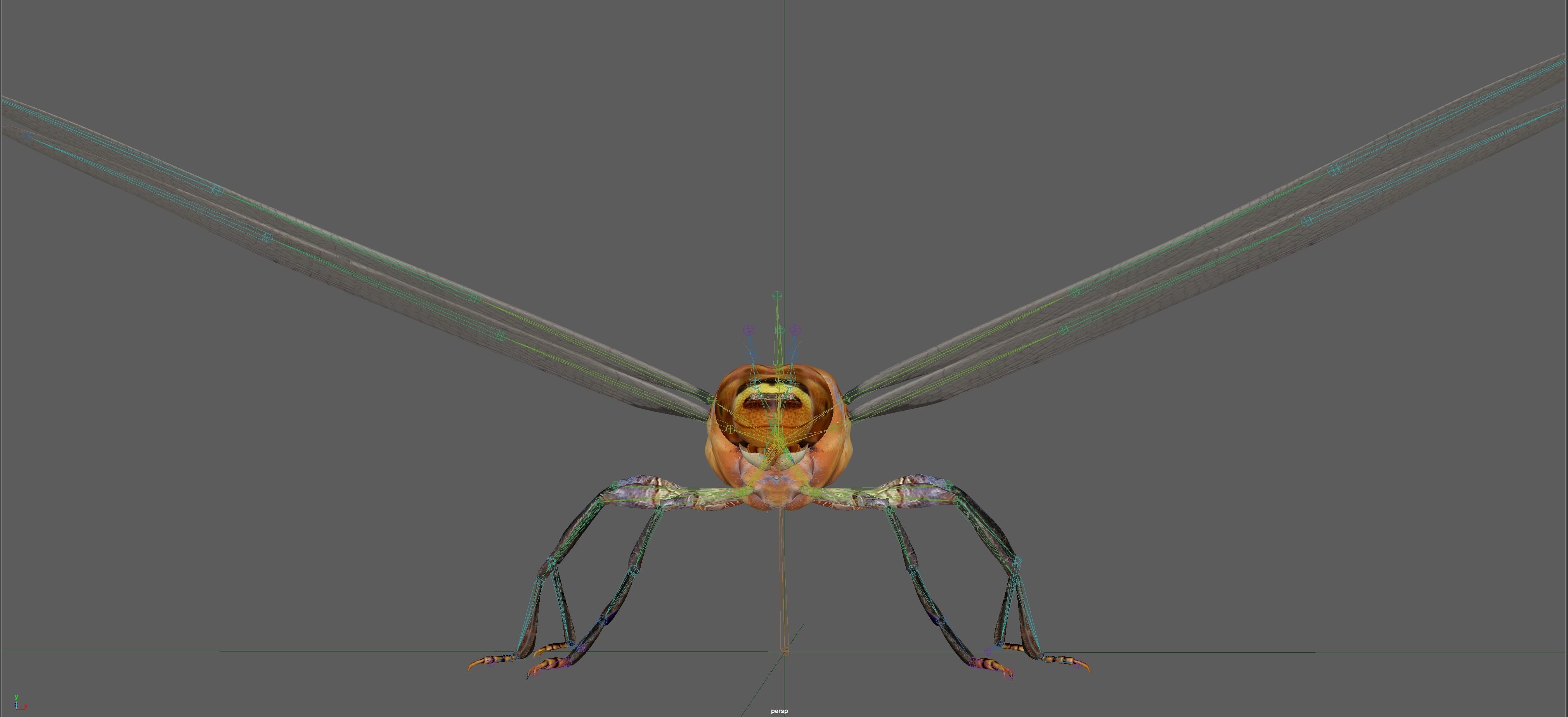 Dragonfly 3D model_16