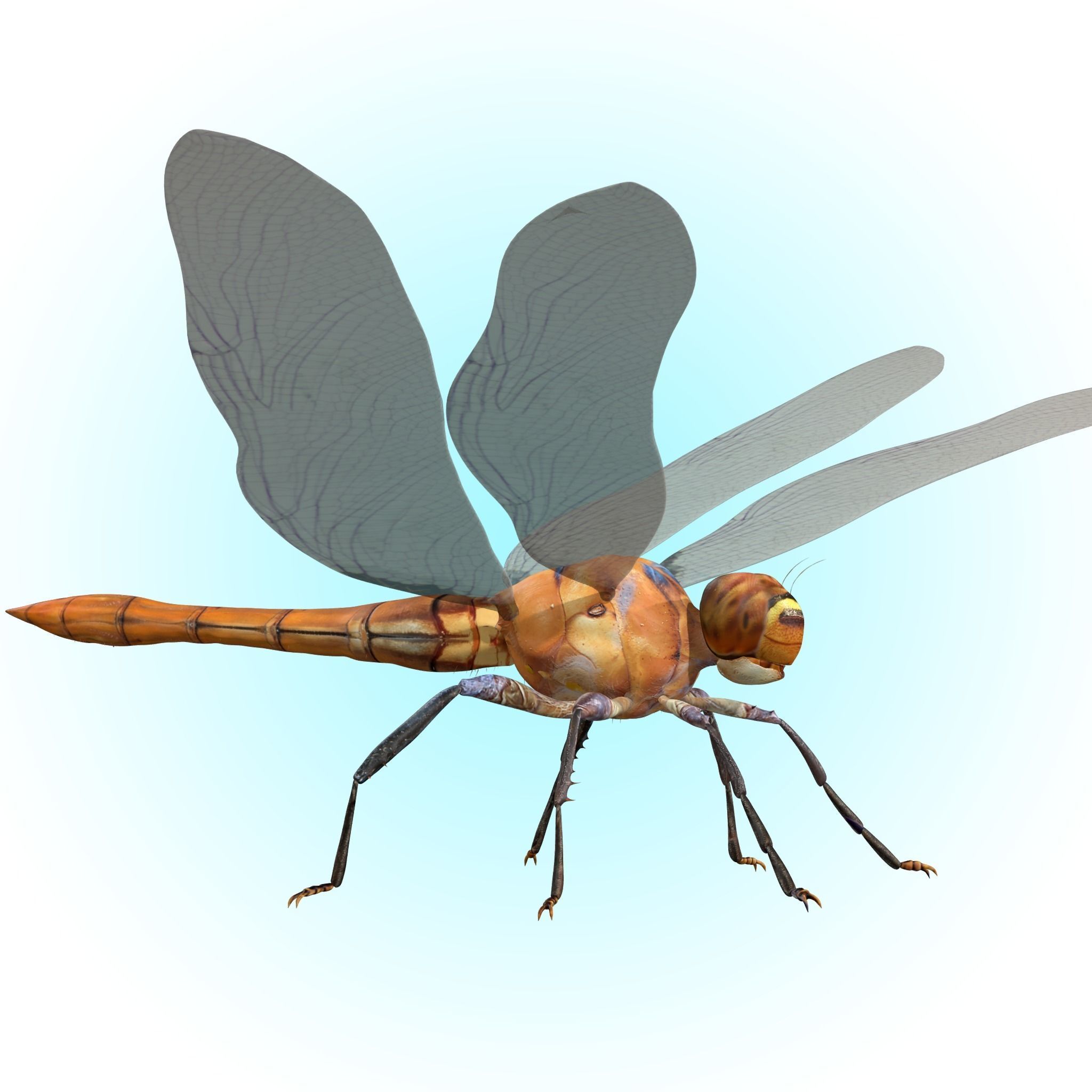 Dragonfly 3D model_5