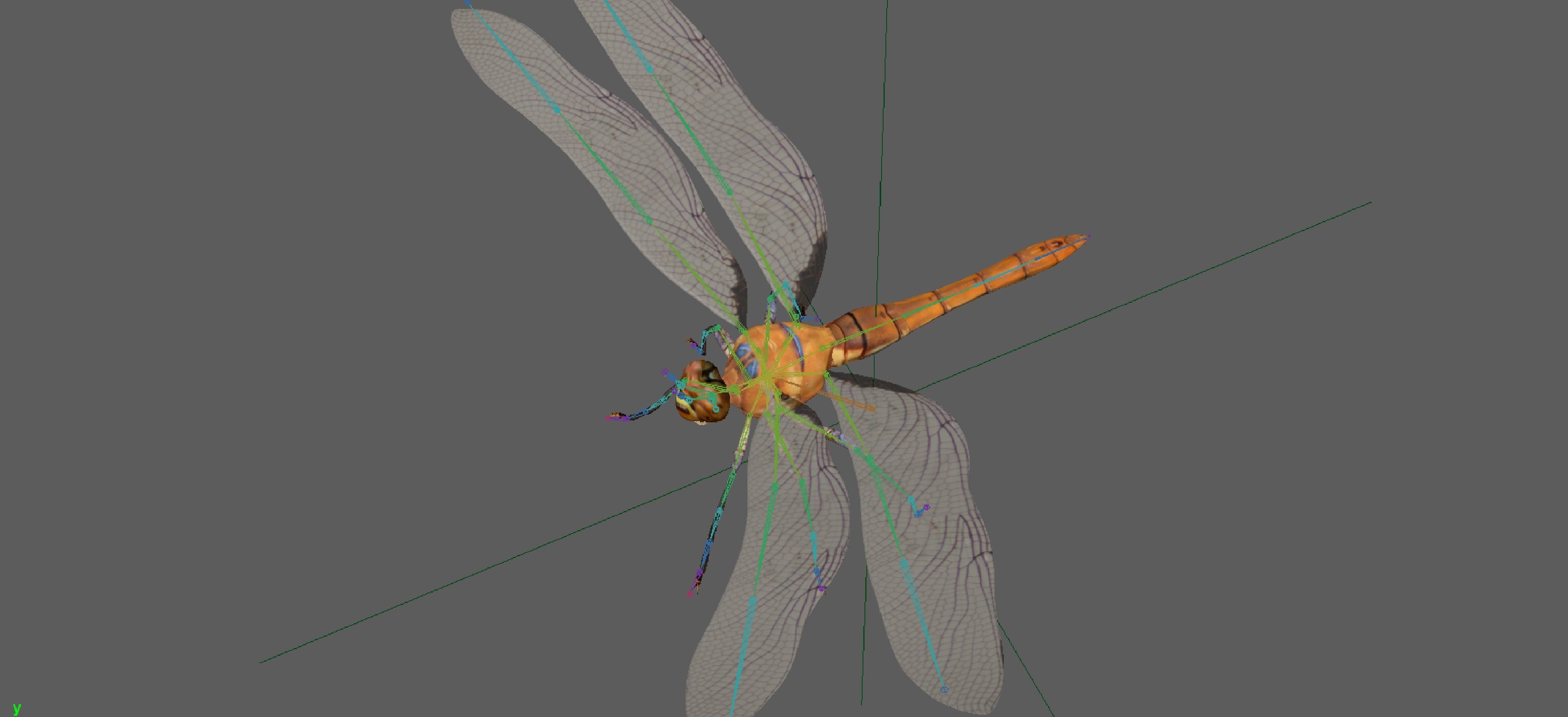 Dragonfly 3D model_10