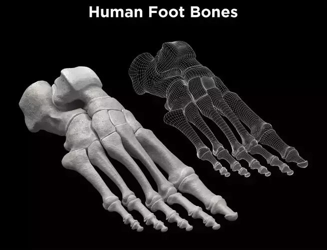 Foot bones - Skeleton Foot Low-poly 3D model