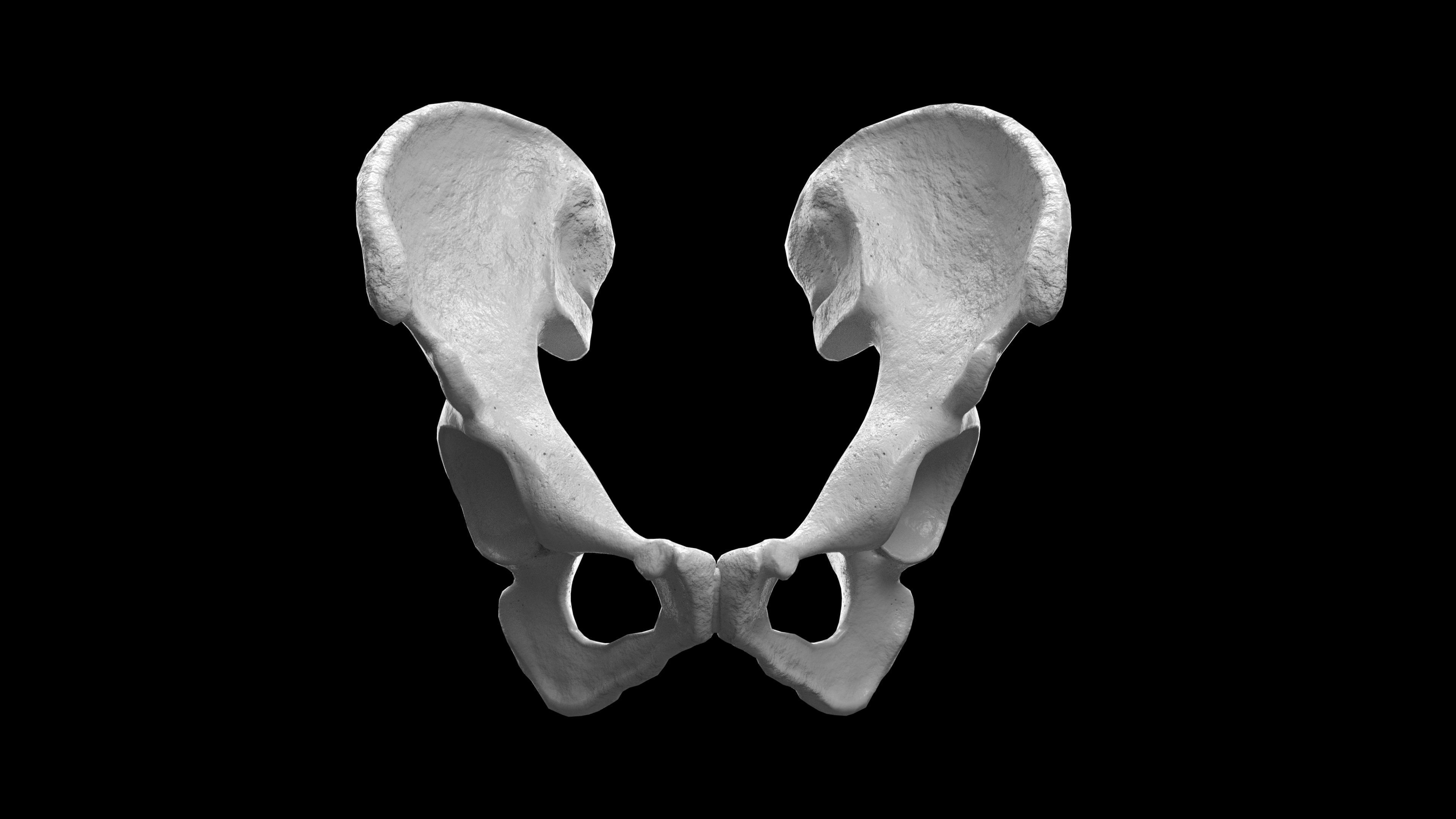 Human Ilium - Hip Bone Low-poly 3D model_9