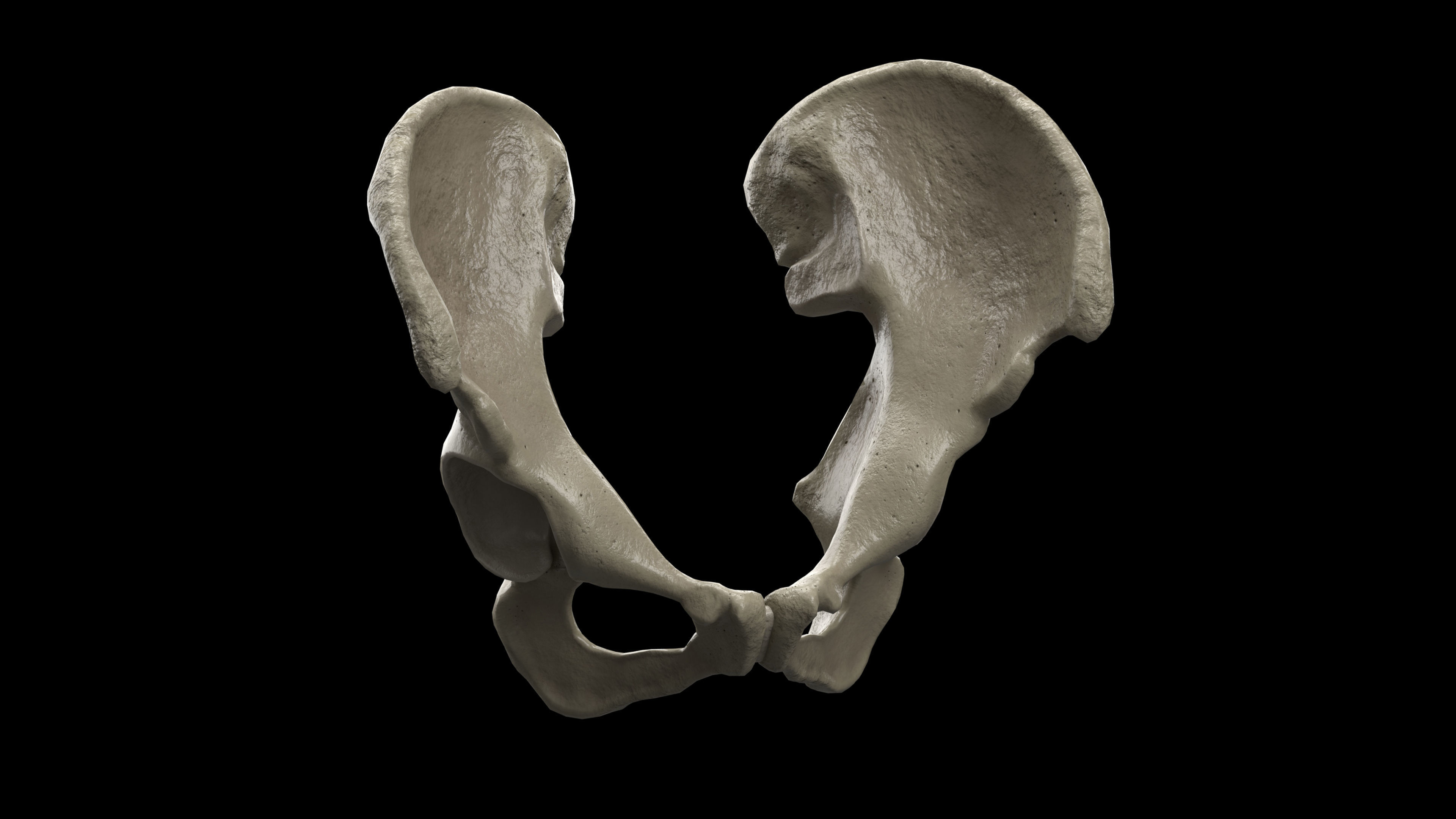 Human Ilium - Hip Bone Low-poly 3D model_7