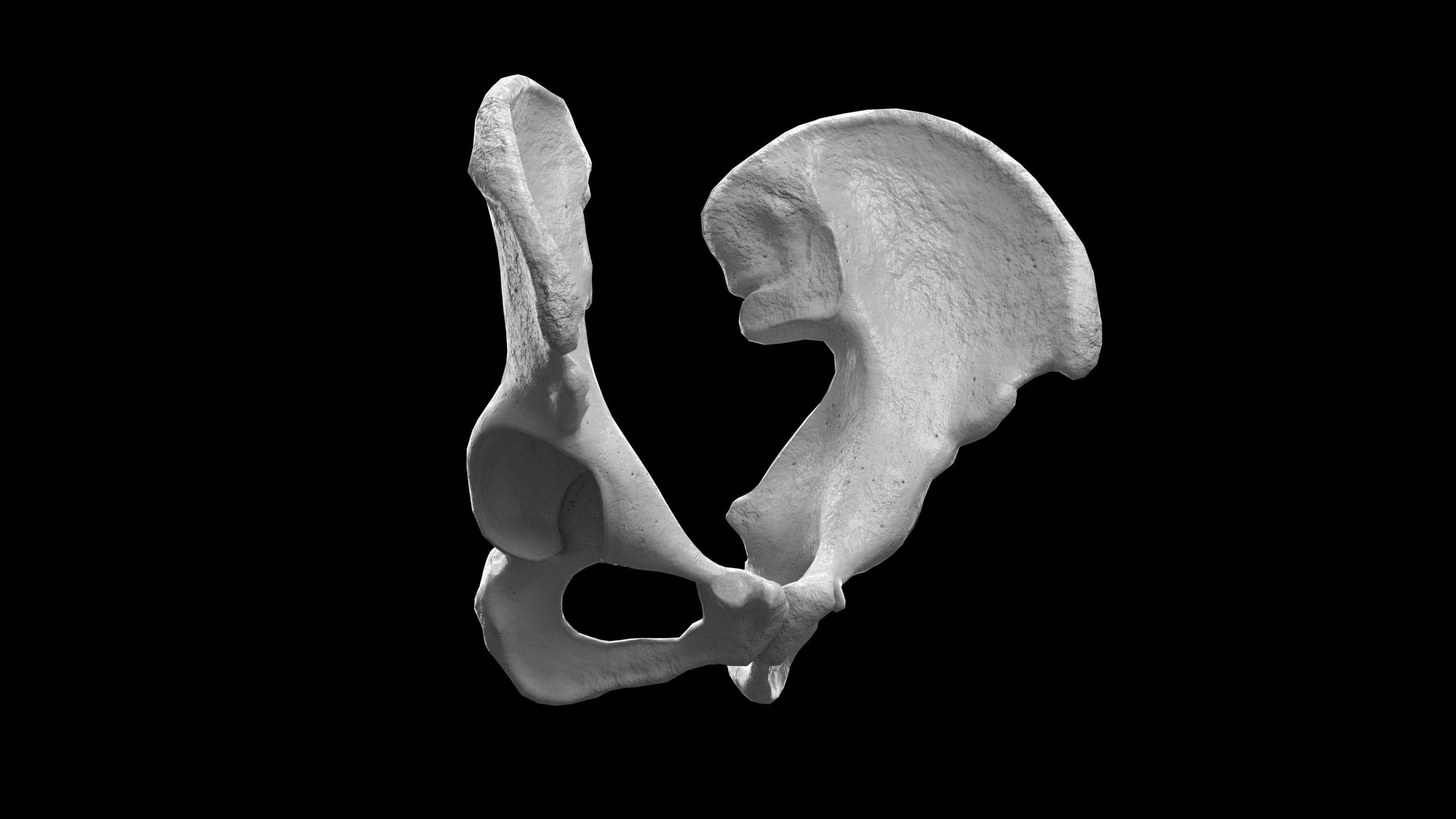Human Ilium - Hip Bone Low-poly 3D model_11