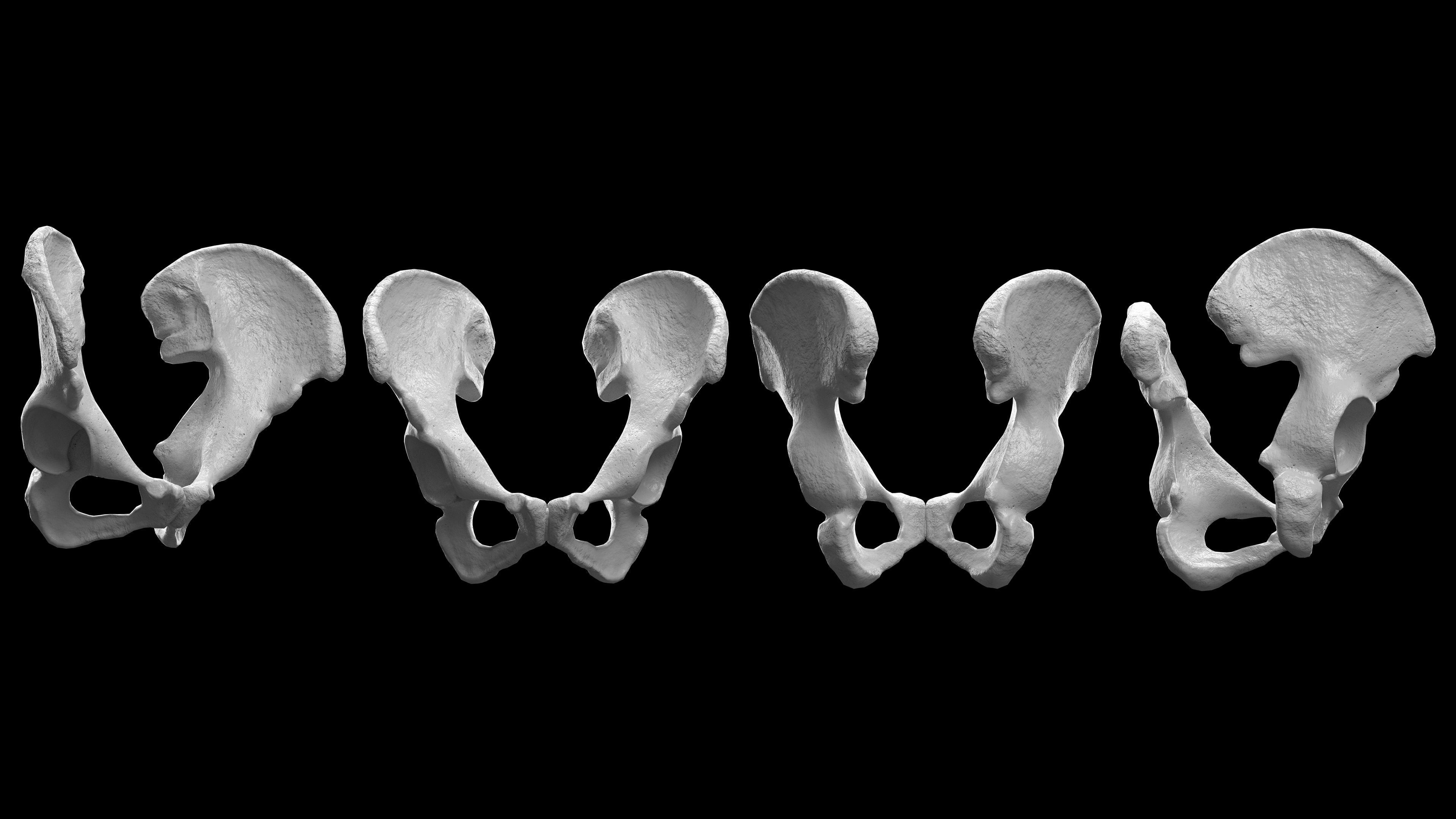 Human Ilium - Hip Bone Low-poly 3D model_8