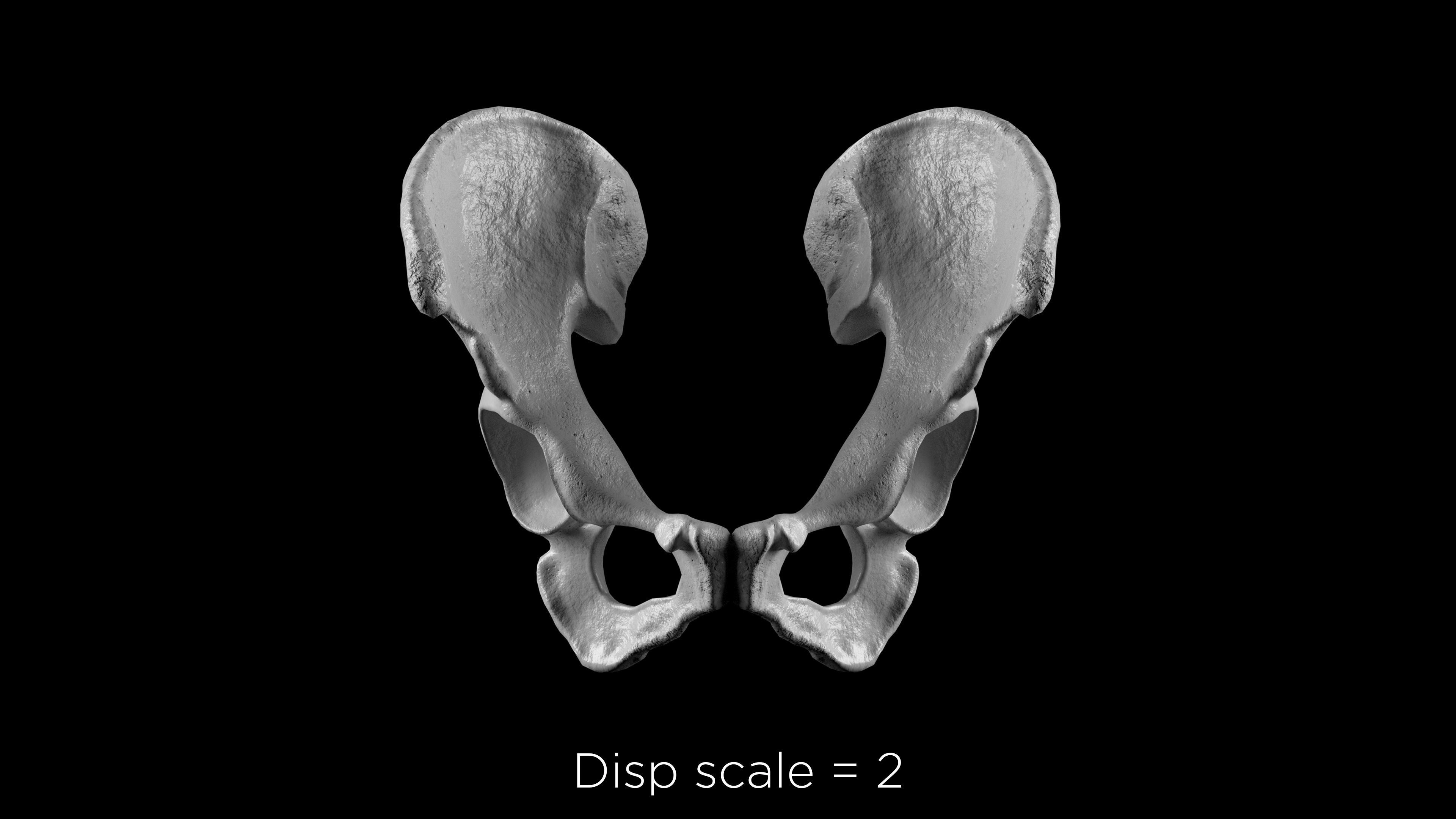 Human Ilium - Hip Bone Low-poly 3D model_16