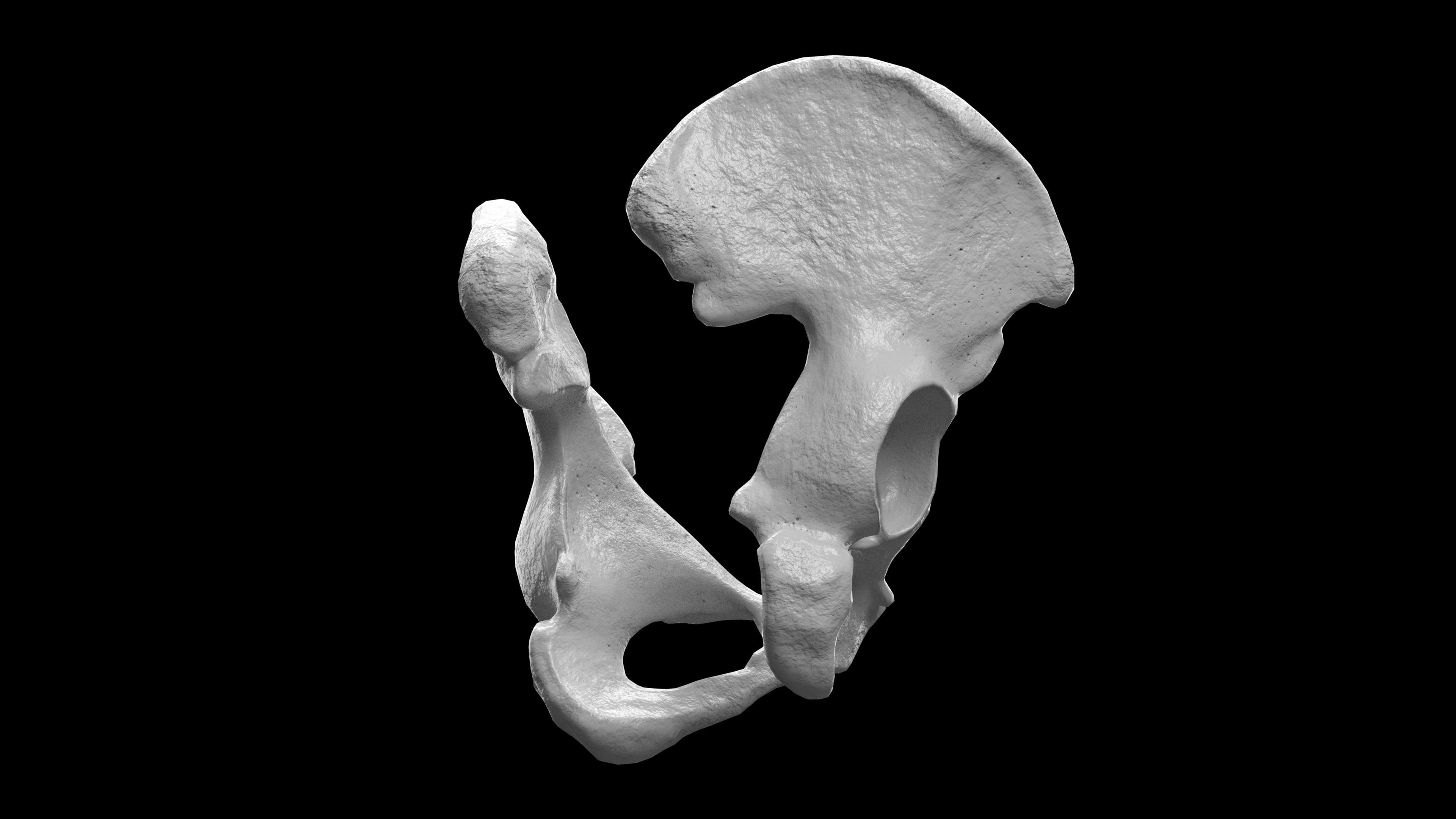 Human Ilium - Hip Bone Low-poly 3D model_12