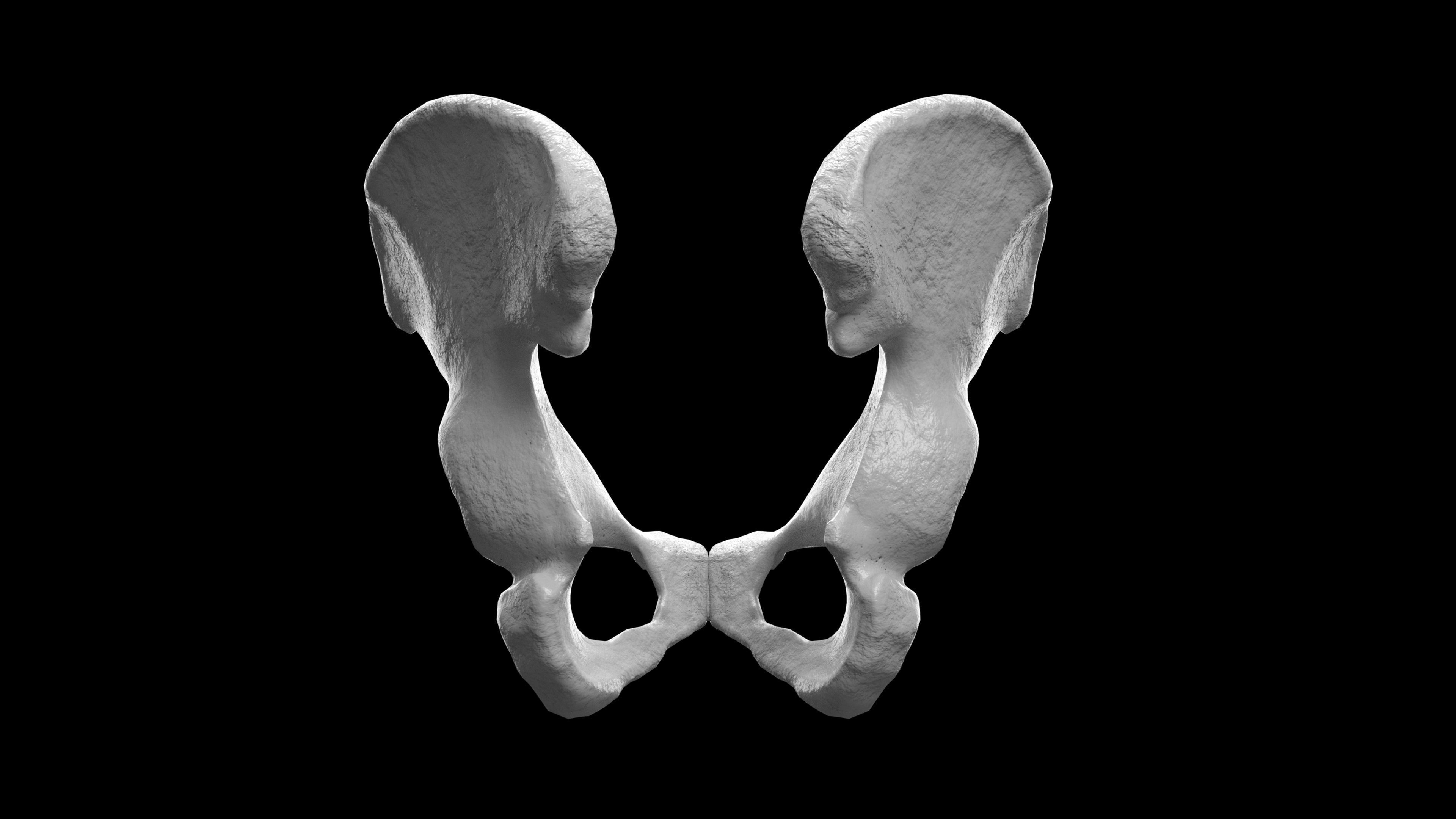 Human Ilium - Hip Bone Low-poly 3D model_10