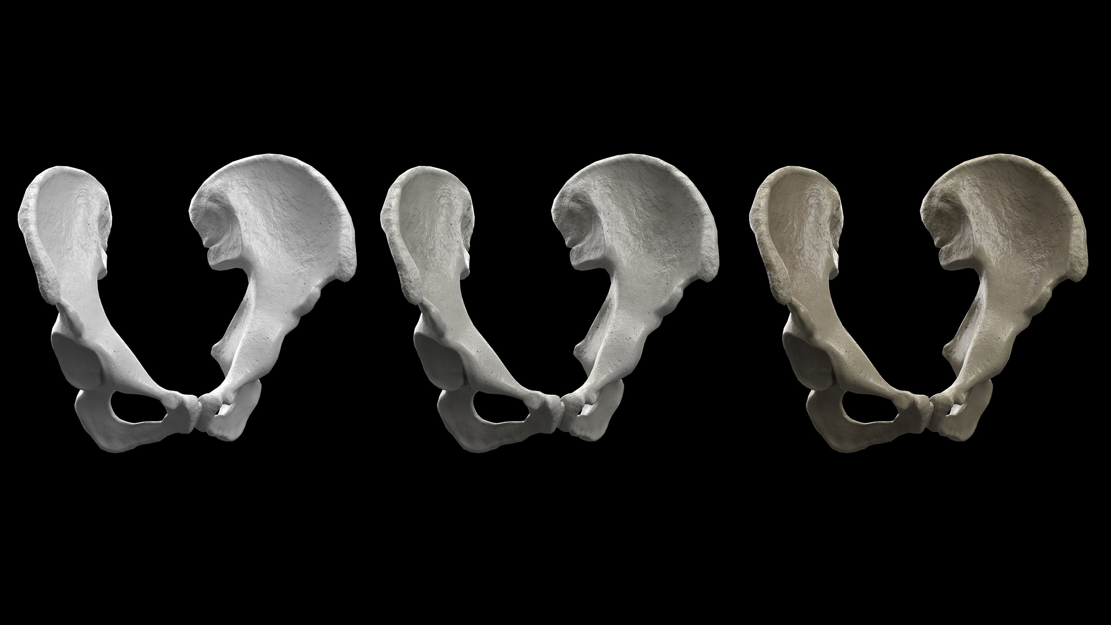 Human Ilium - Hip Bone Low-poly 3D model_4