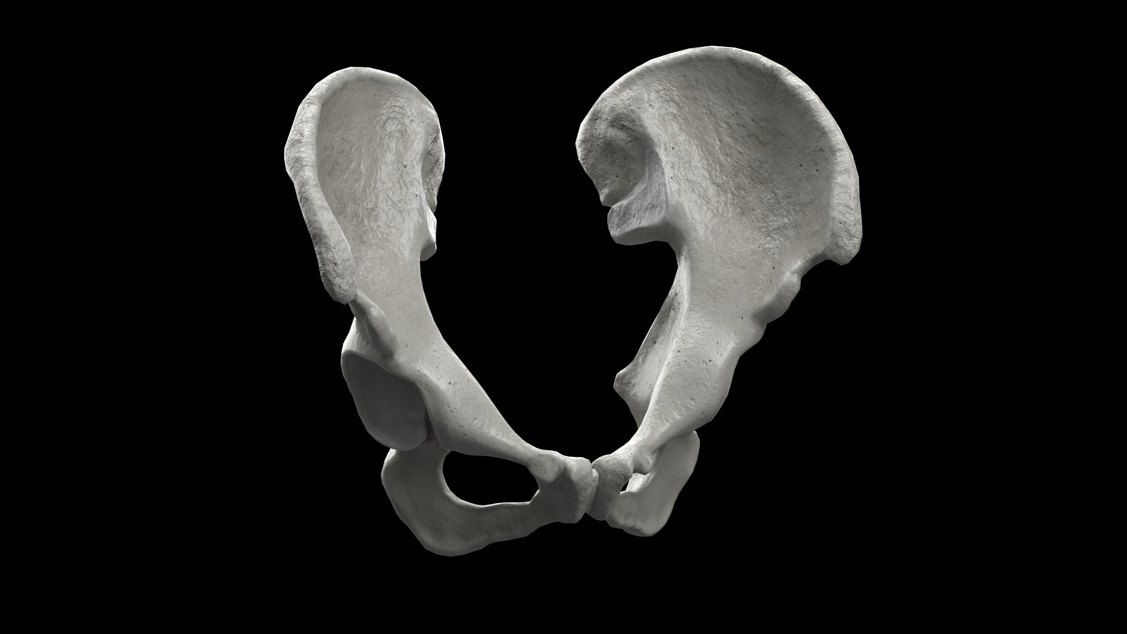 Human Ilium - Hip Bone Low-poly 3D model_6