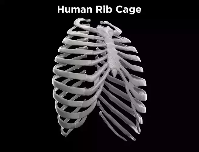 Human Ribcage - Ribs