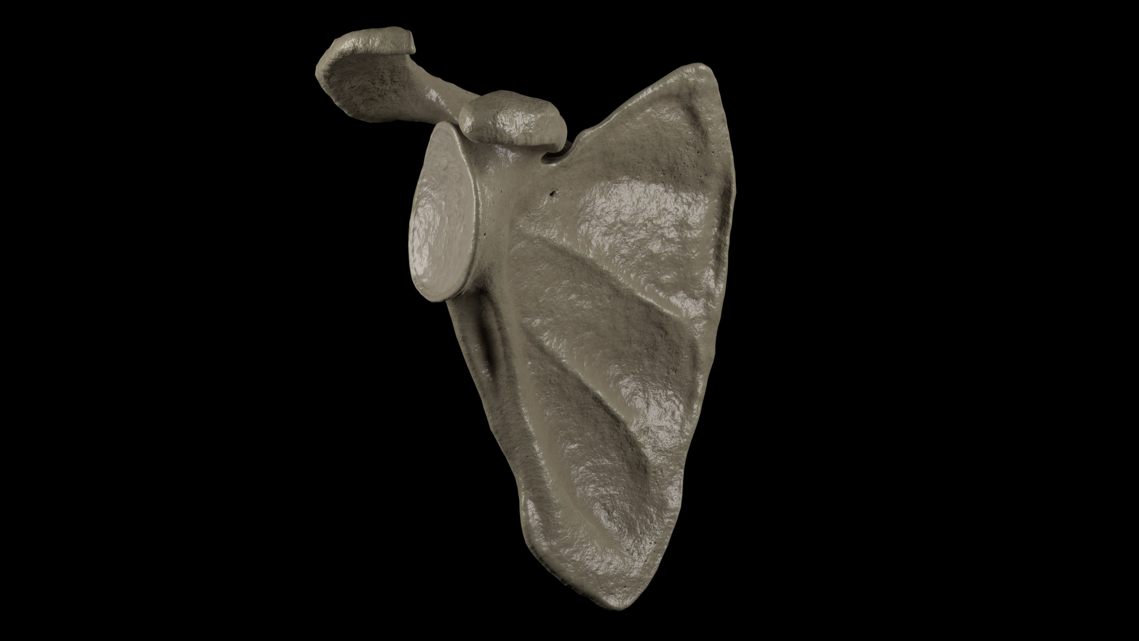 Human Scapula Low-poly 3D model_6